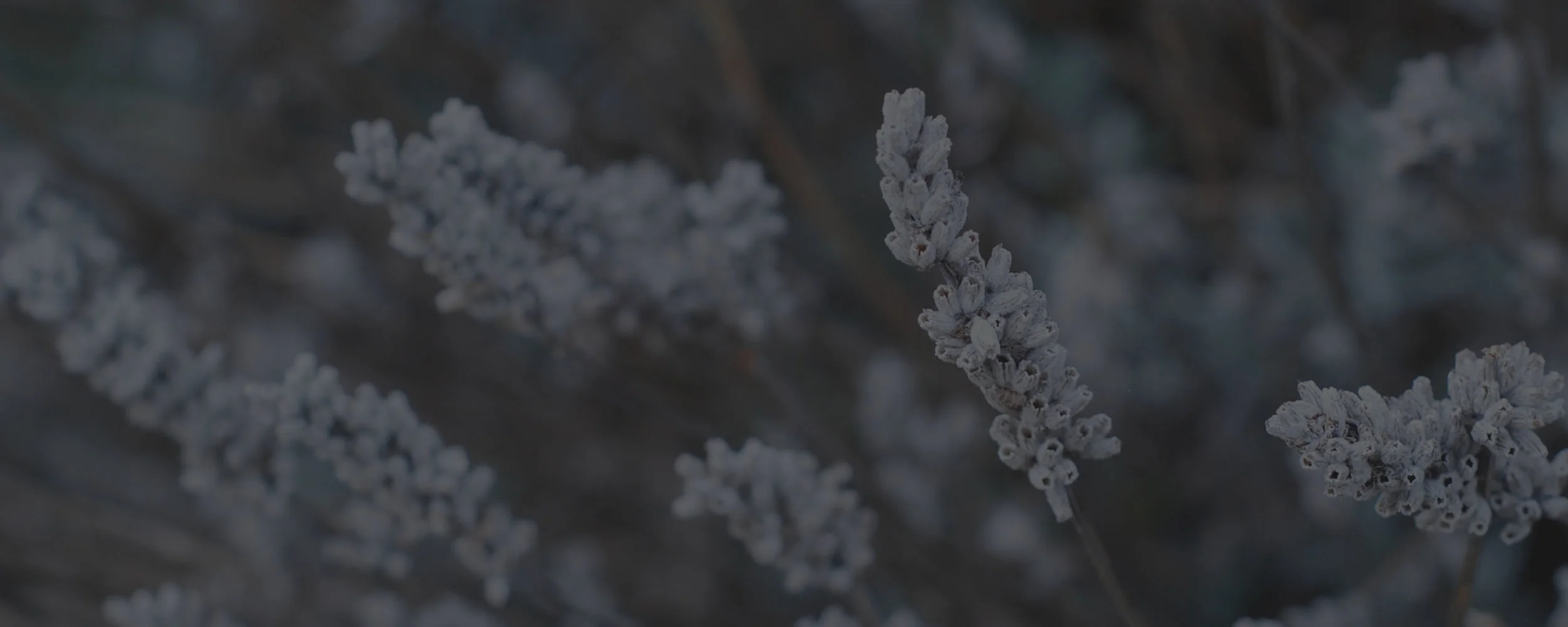 photobackground_01.jpg