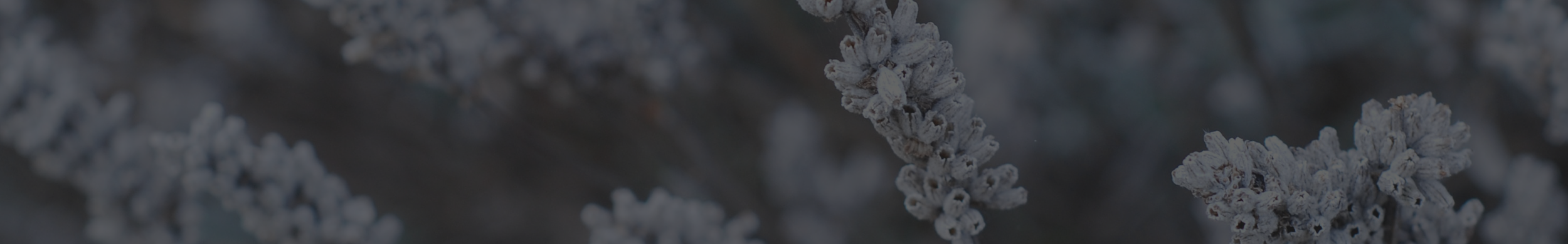 photobackground_nizja.png