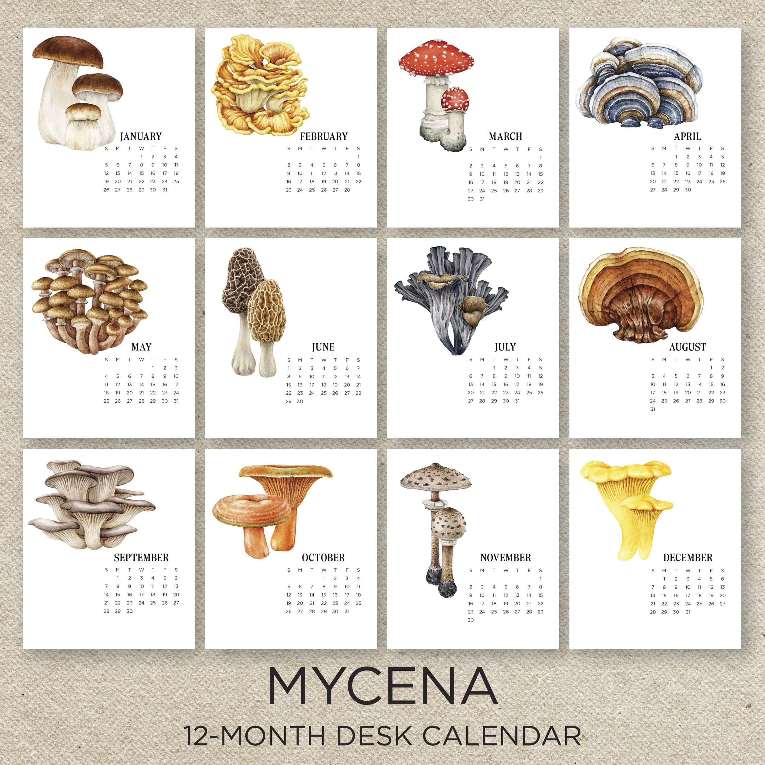 Mycena_EtsyPics3.jpg