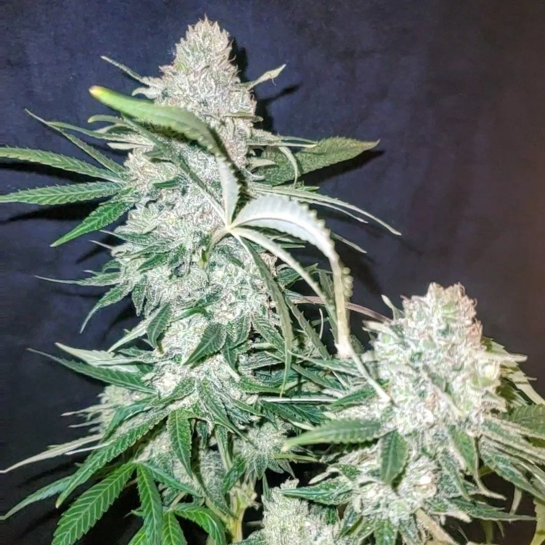 Gorilla ACDC plant 1