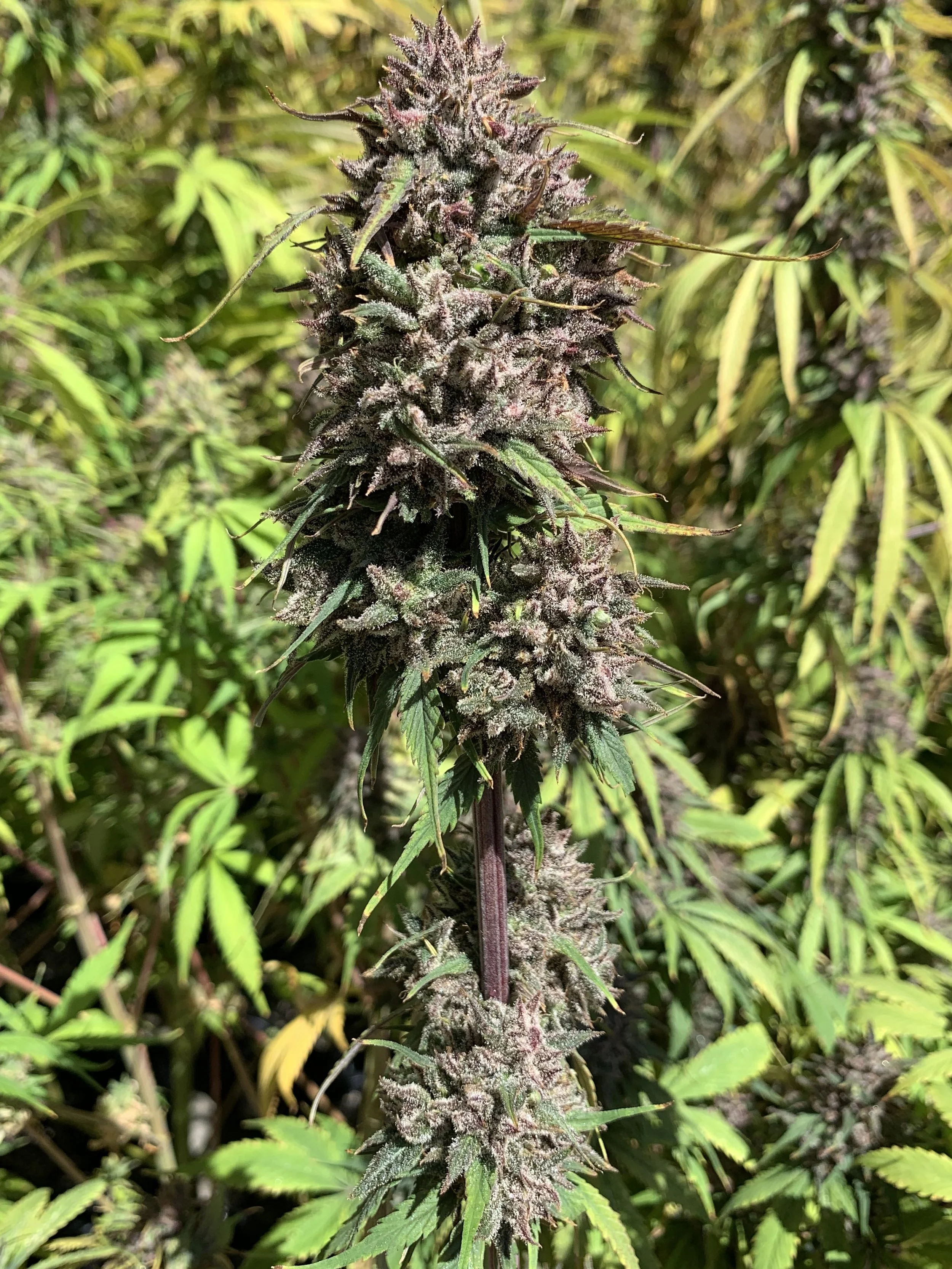 Feminized ACDC hemp