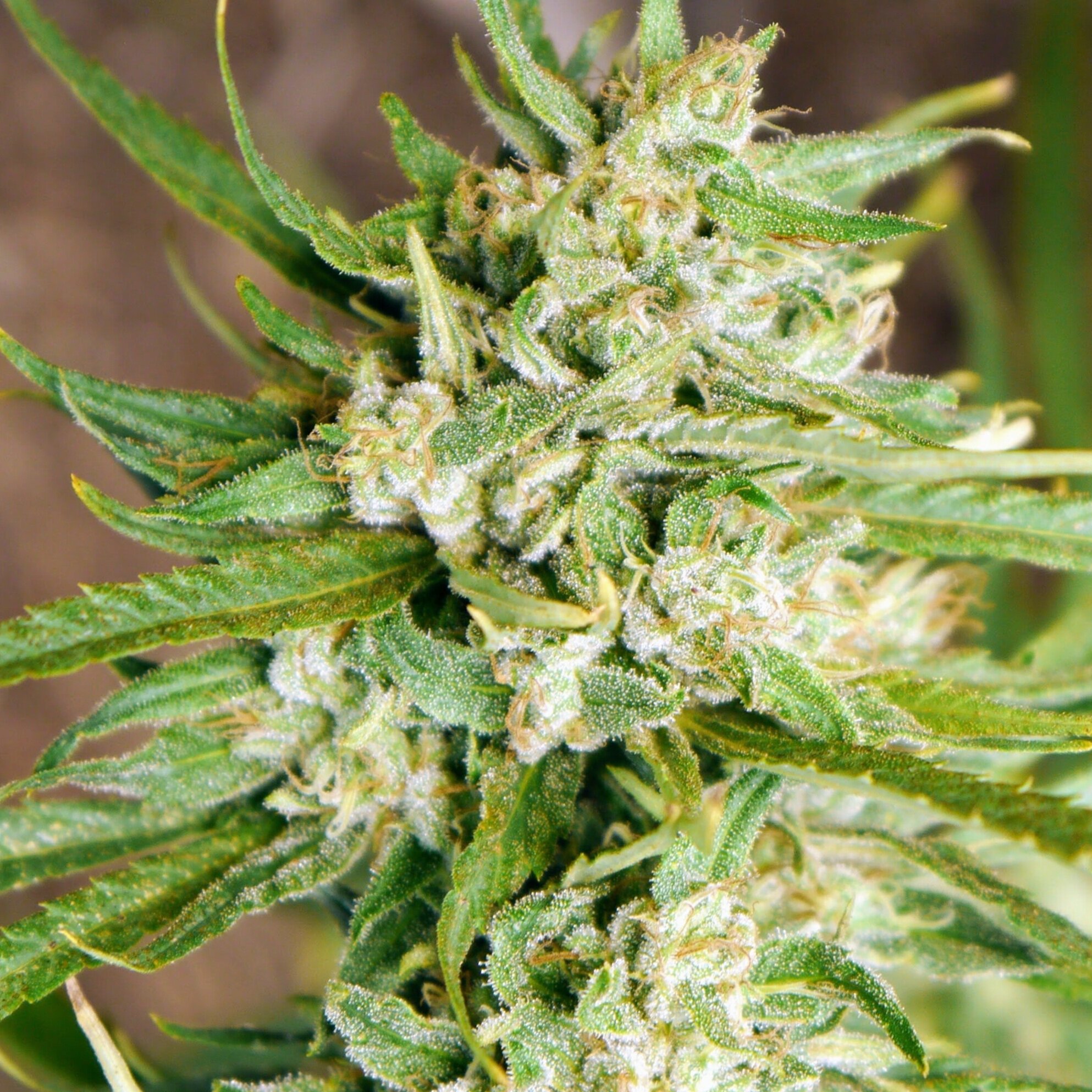 Cherry Blossom Feminized Hemp 1