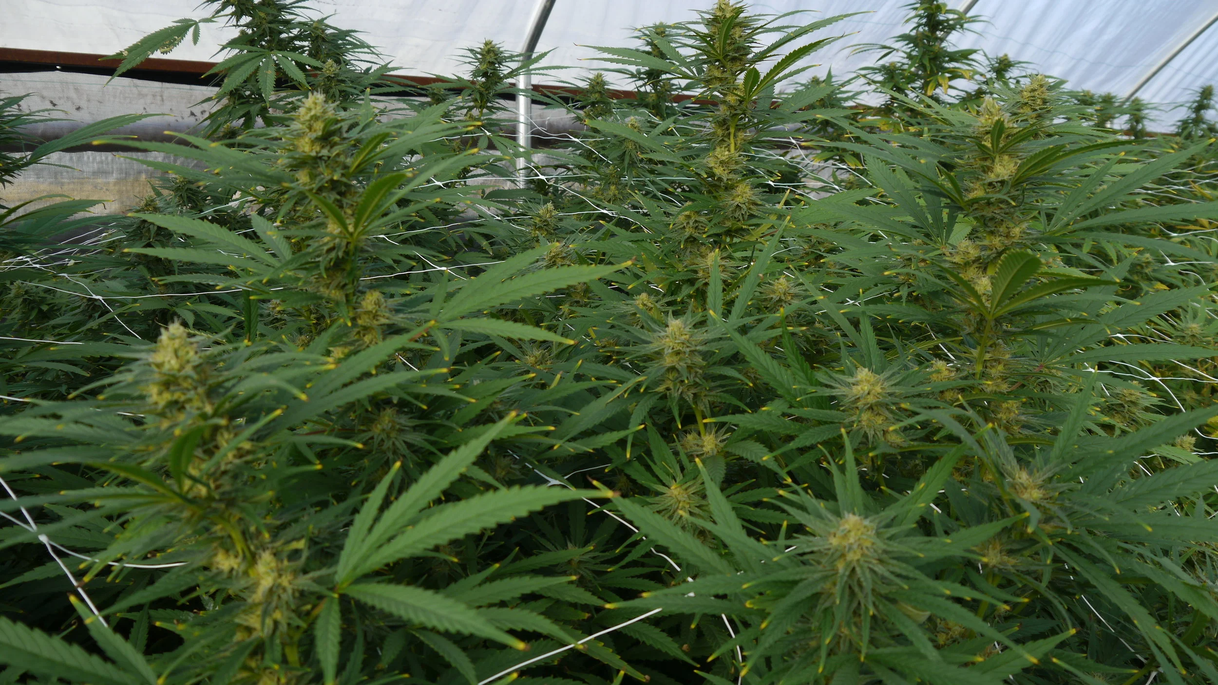 Cherry Wine plant 2
