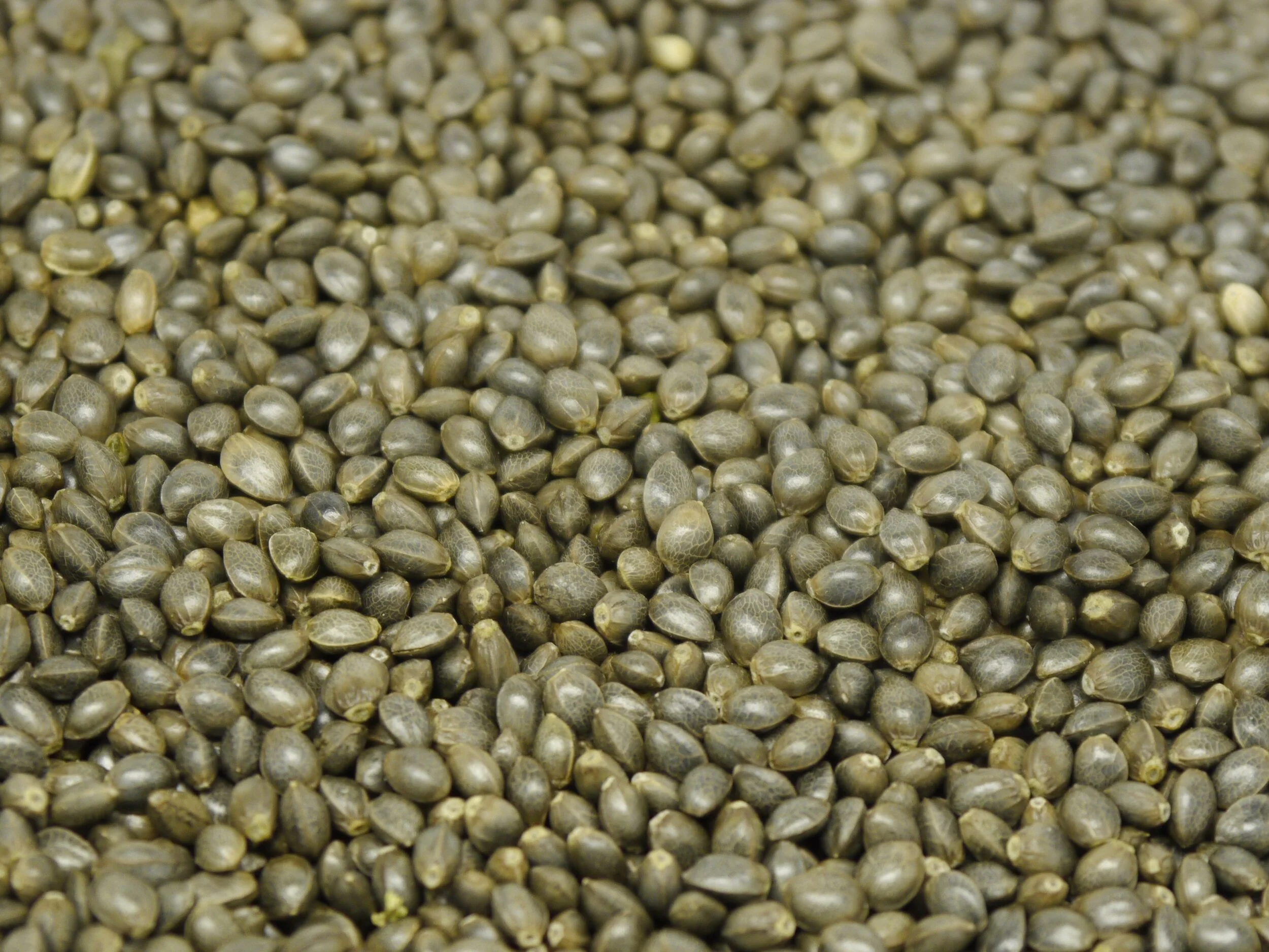 Feminized ACDC Seeds
