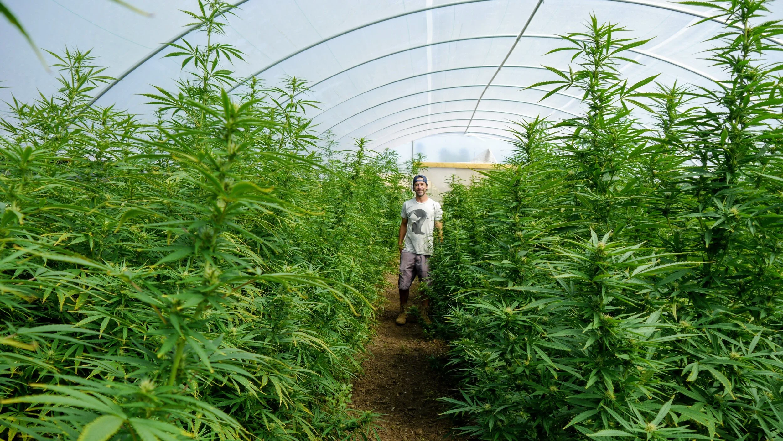 Our founder Moses Levin, dwarfed by ACDC hemp plants