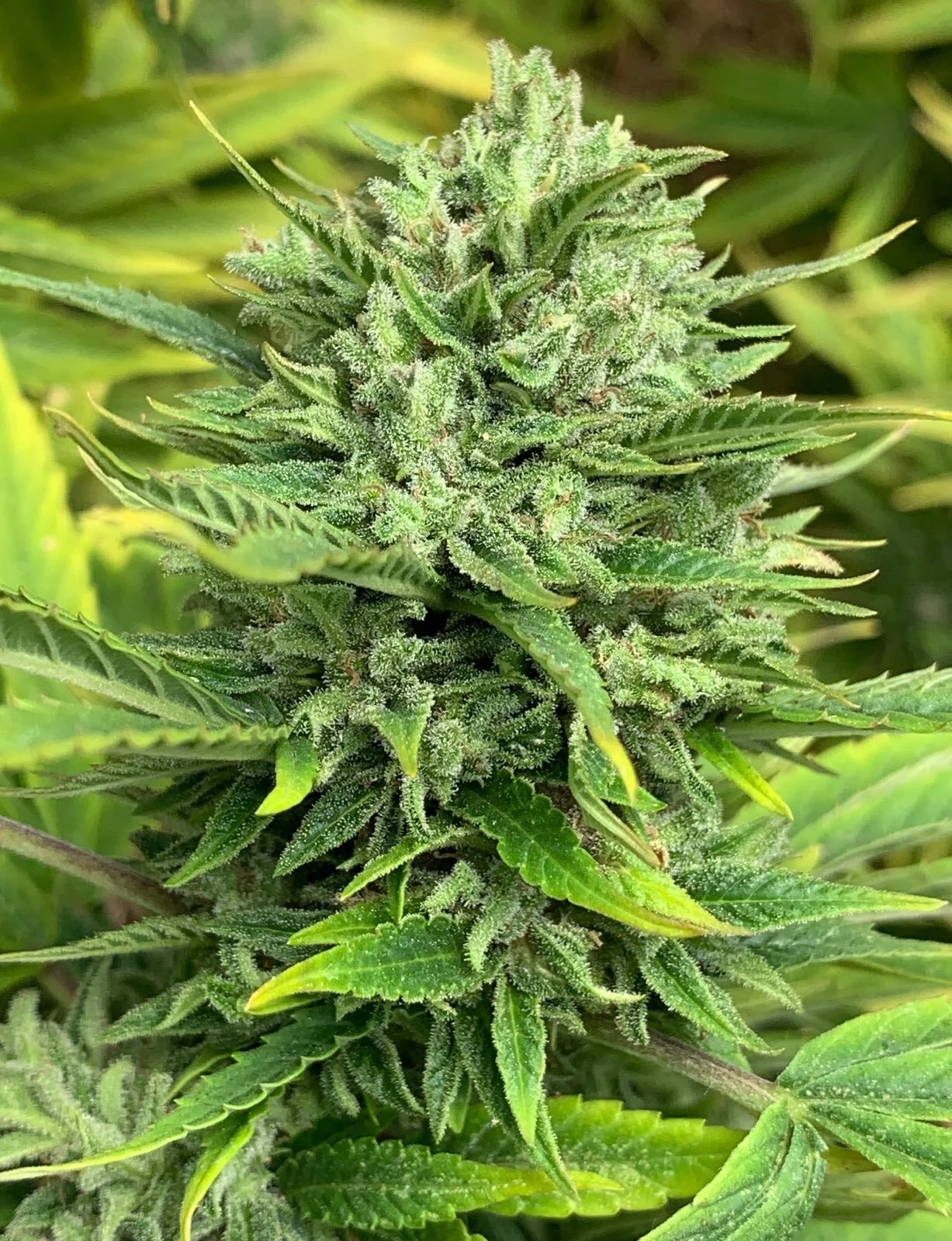 Mountain Mango