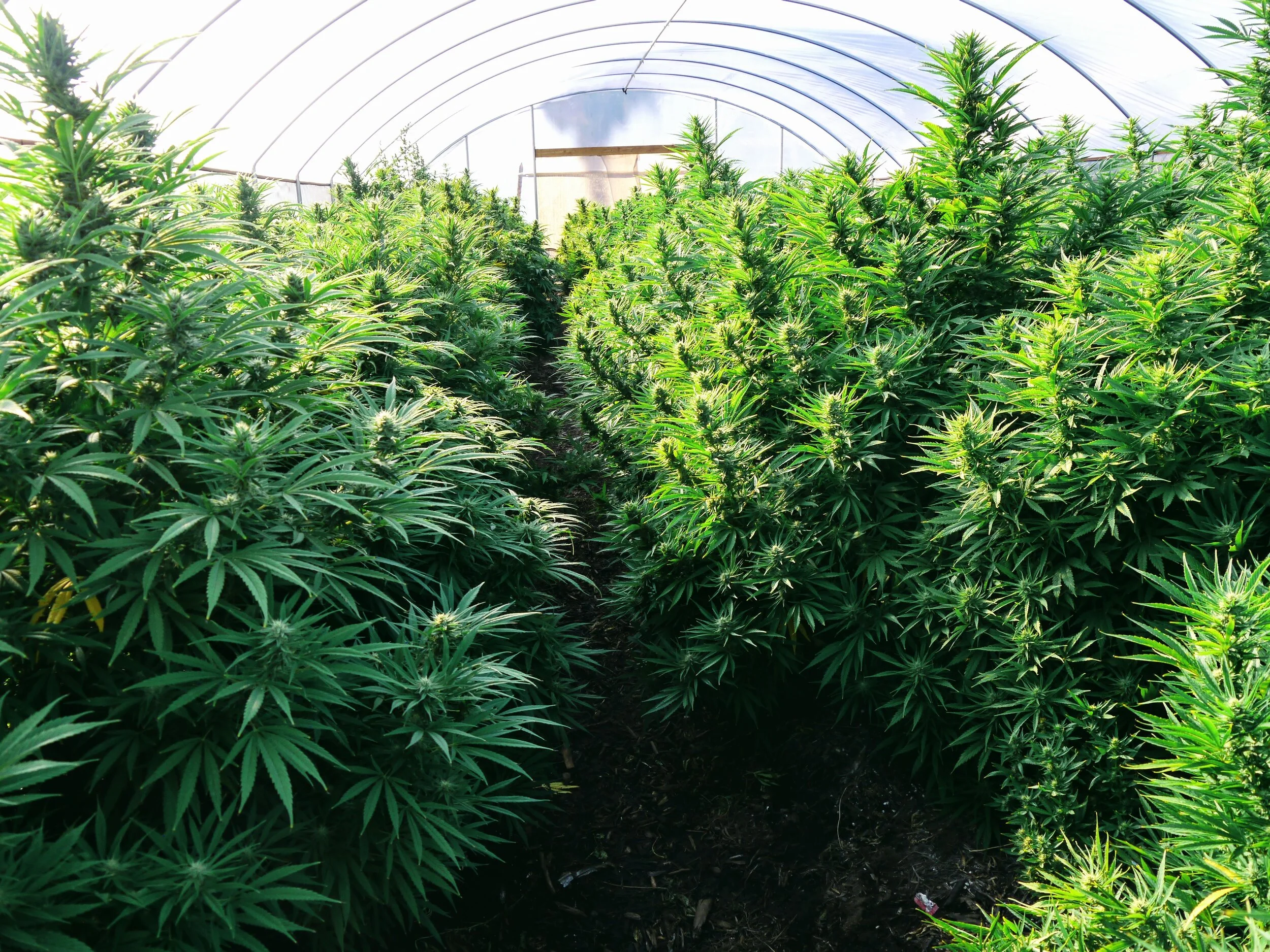 Feminized Cherry Blossom