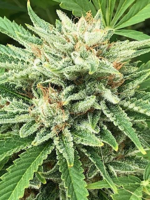Lemon G plant detail