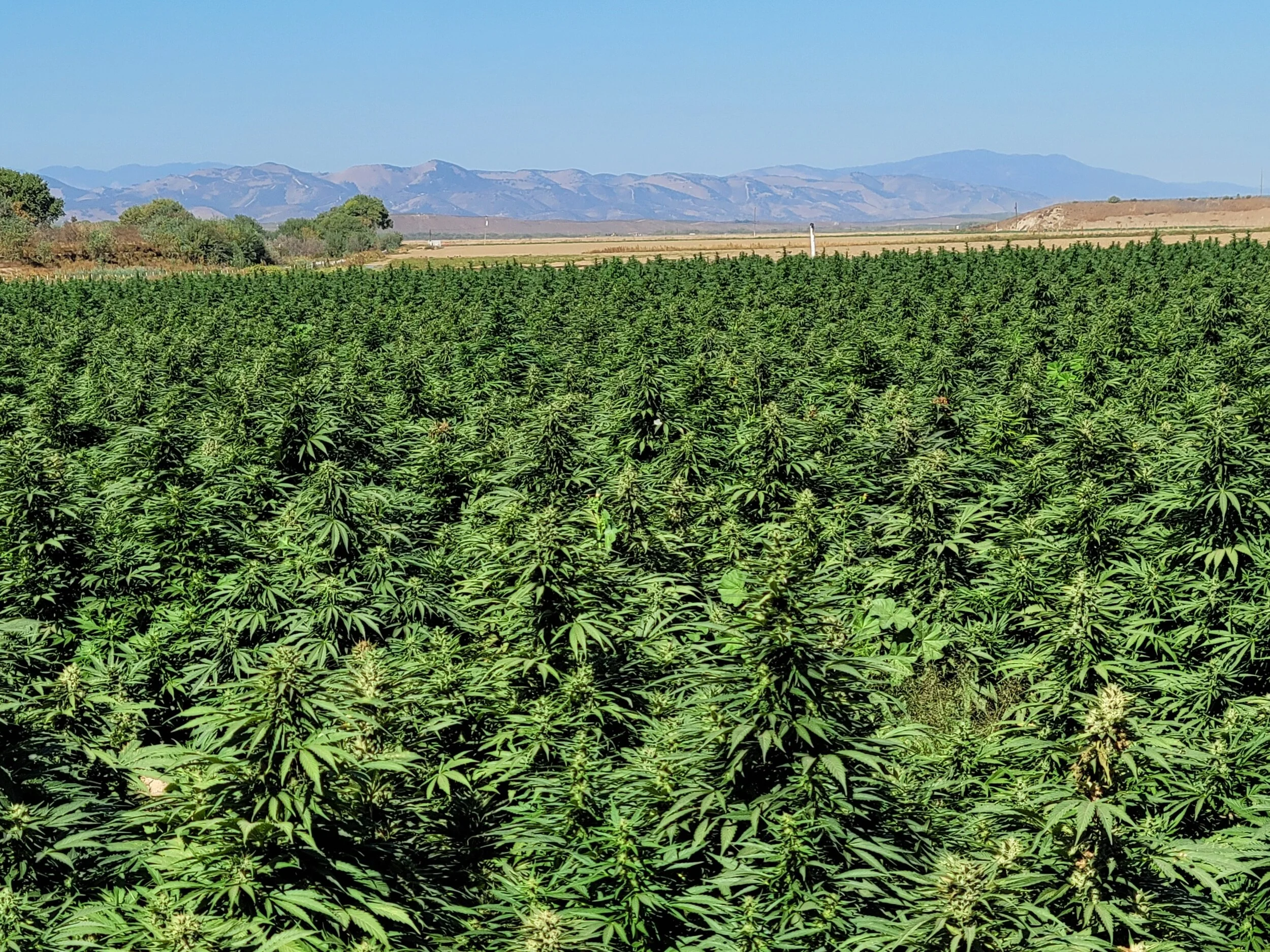 Lemon G flowering field 1