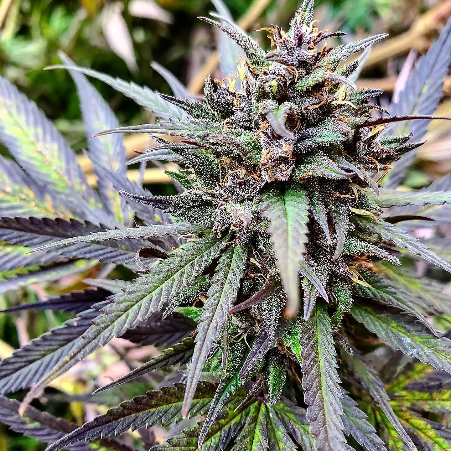 Feminized ACDC flowering