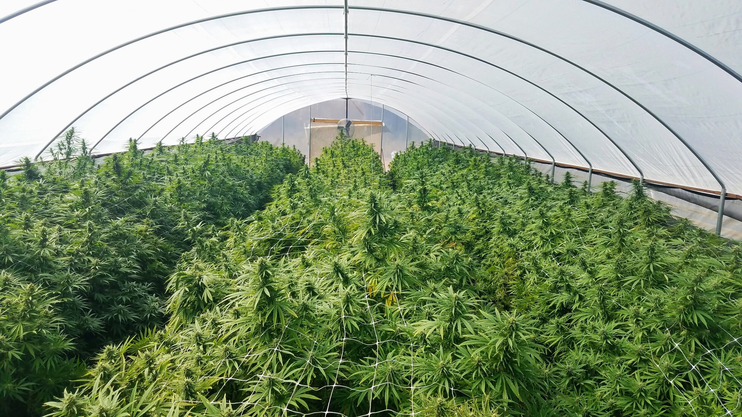 Feminized Cherry Blossom hemp field