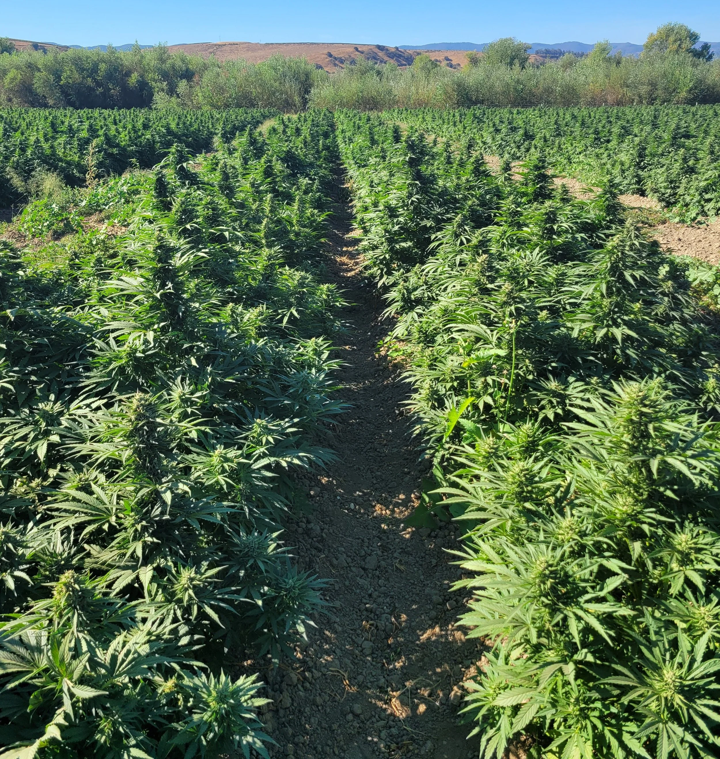 Lemon G flowering field 2