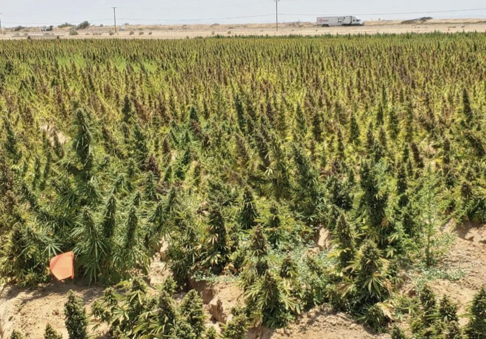 Maverick Autoflower hemp