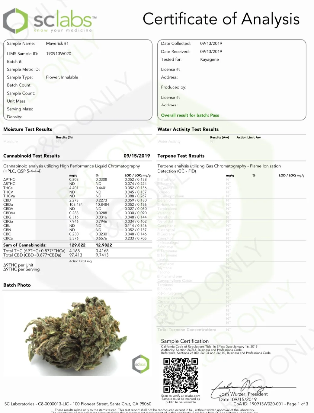Maverick Autoflower field 1