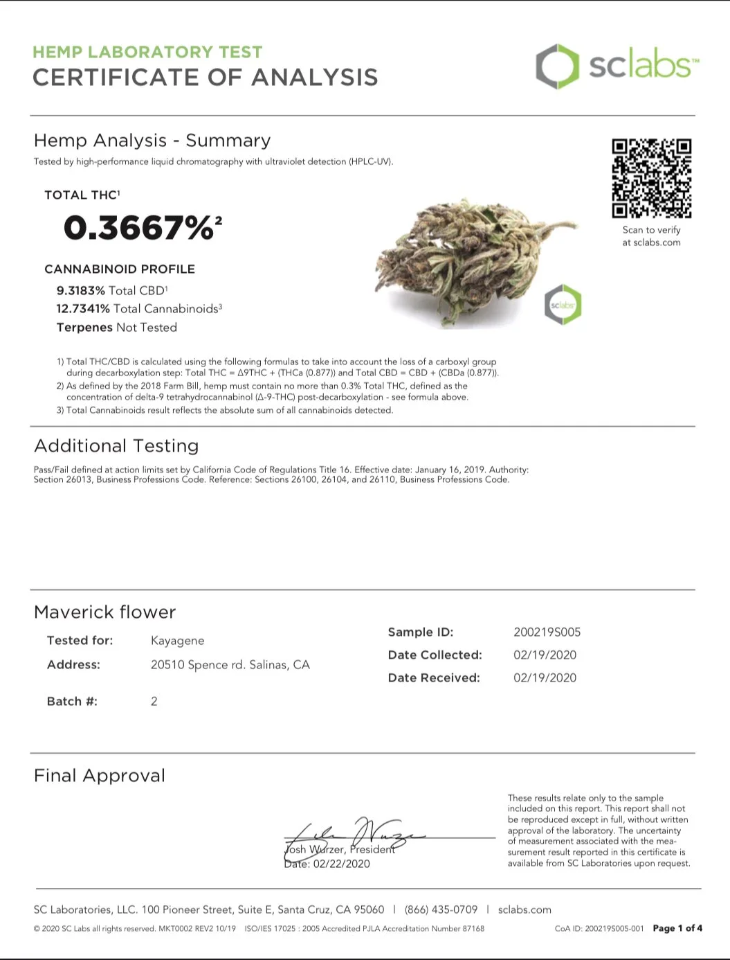 Maverick Autoflower buds