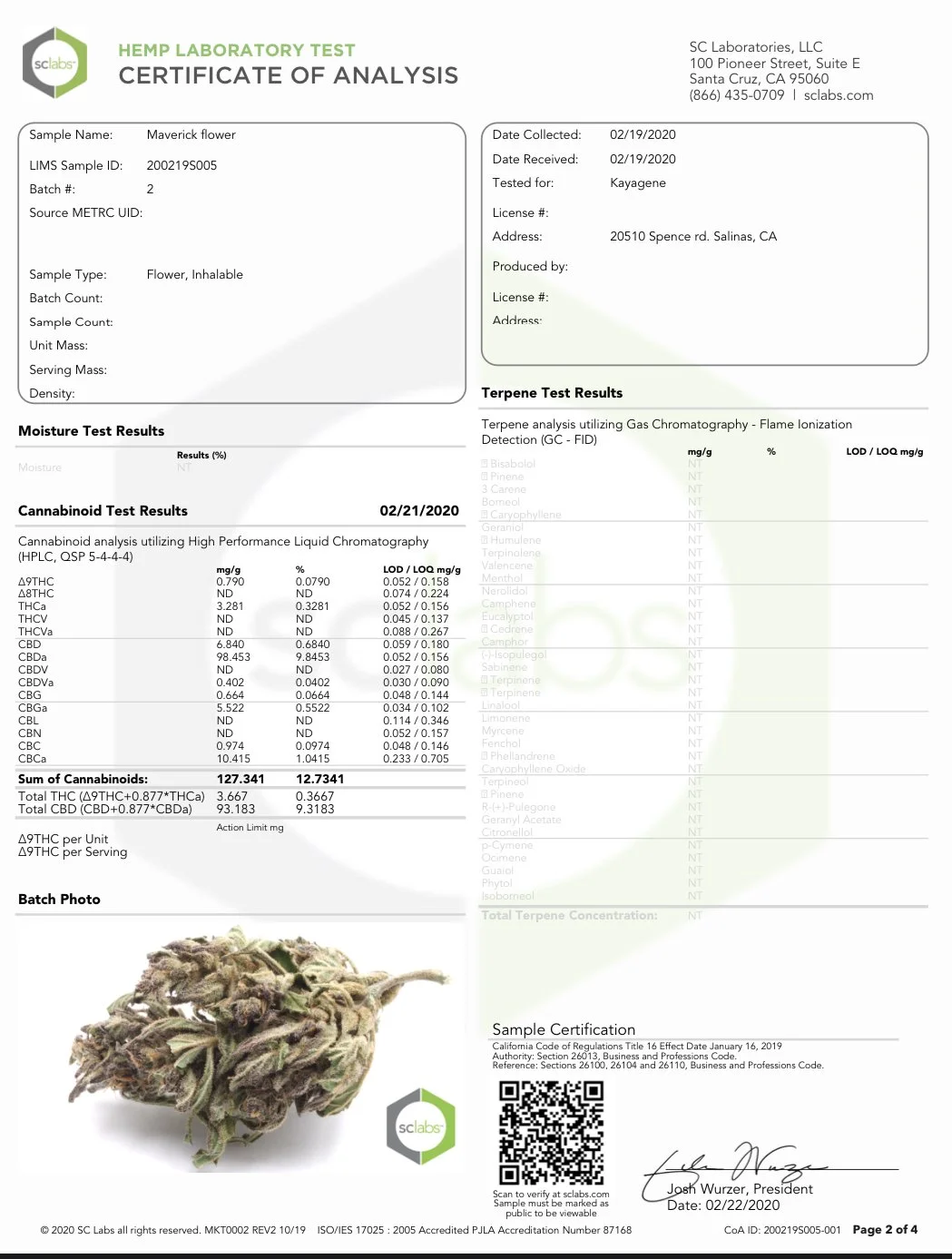 Maverick Autoflower harvest