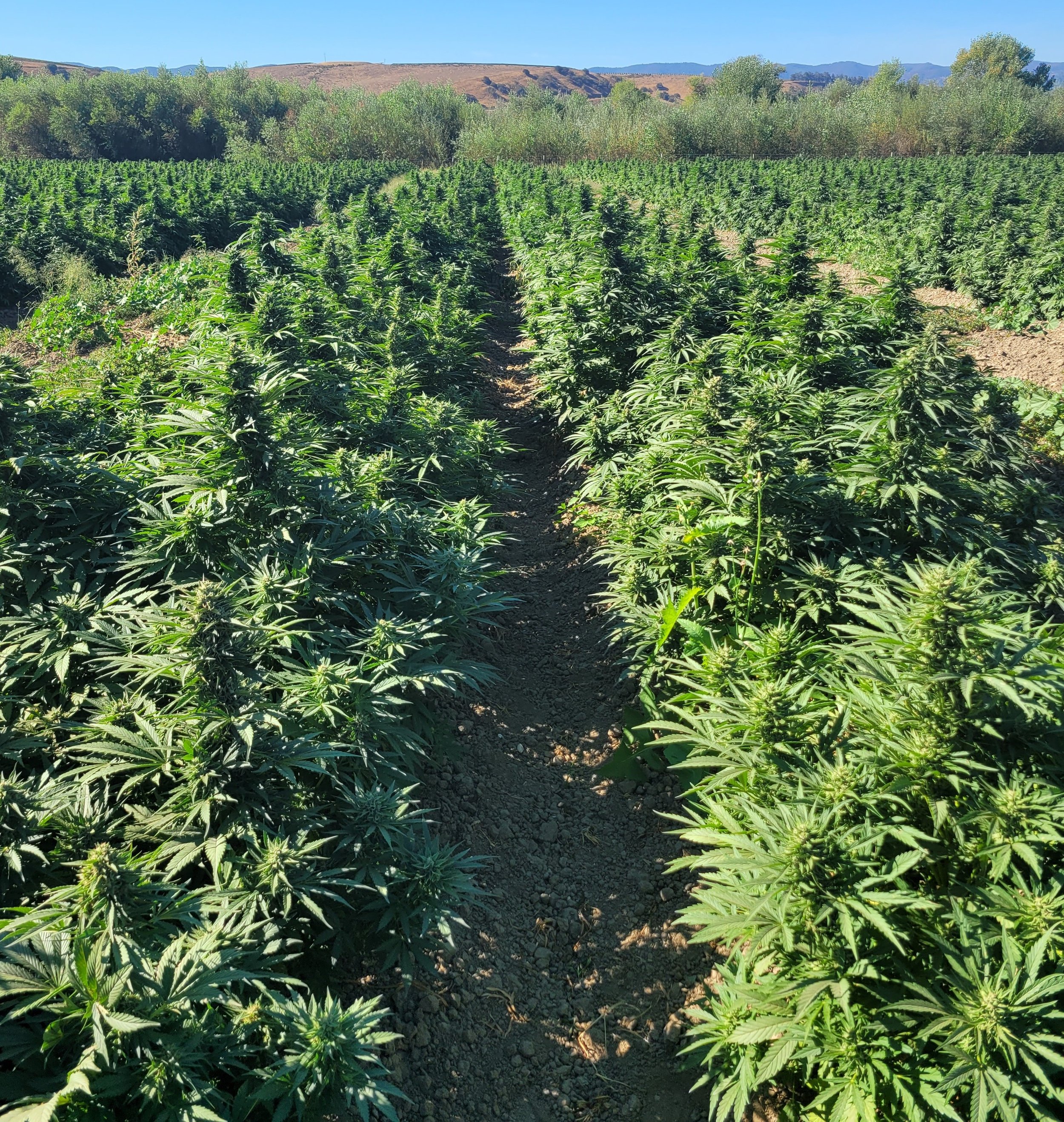 Feminized Lemon G flowering