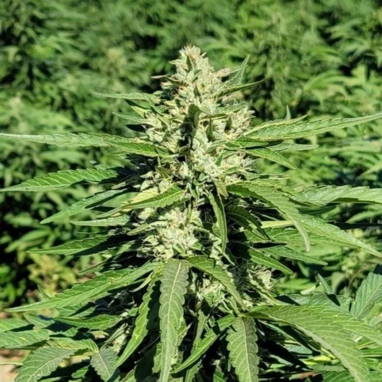 Lemon G