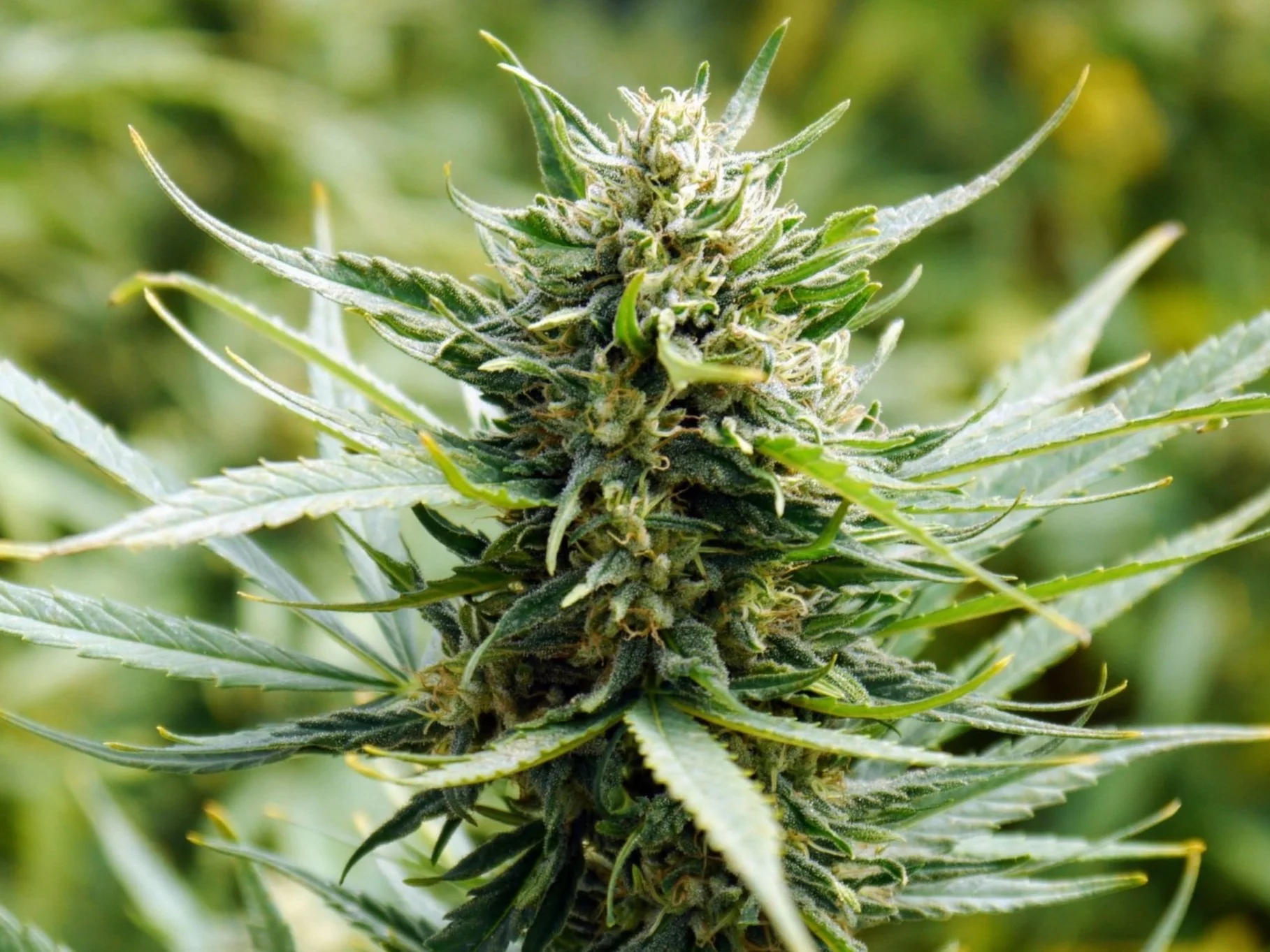 Feminized Mountain Mango hemp