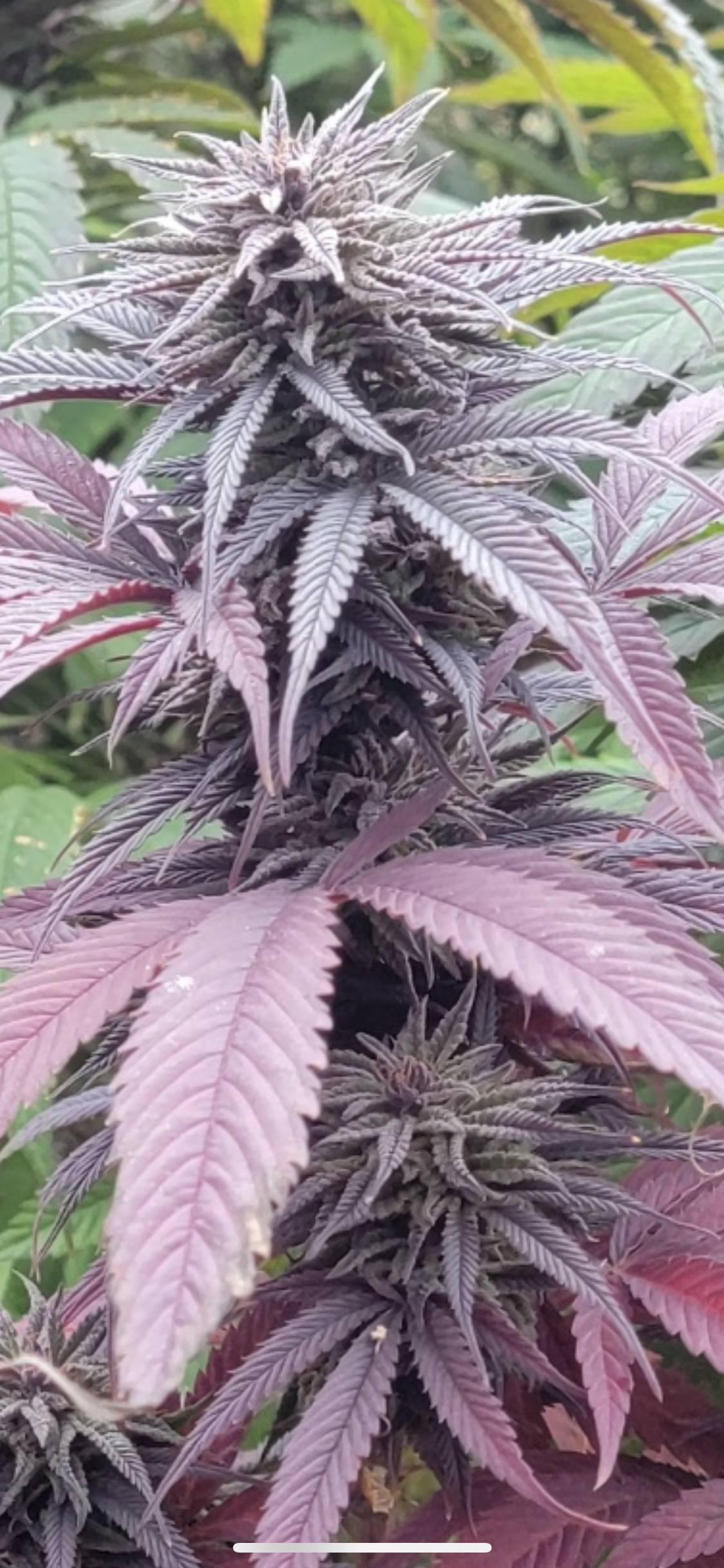 Cherry ACDC photo 4