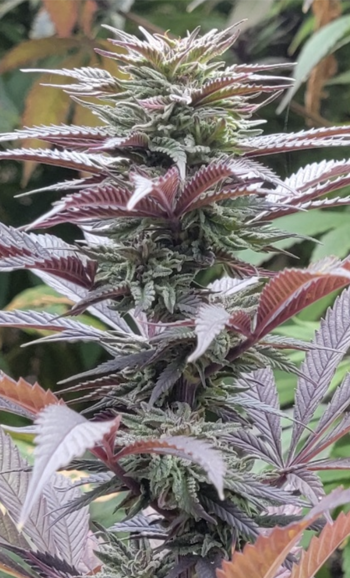 Cherry ACDC photo 5