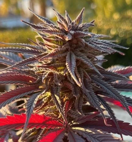 Cherry ACDC photo 3