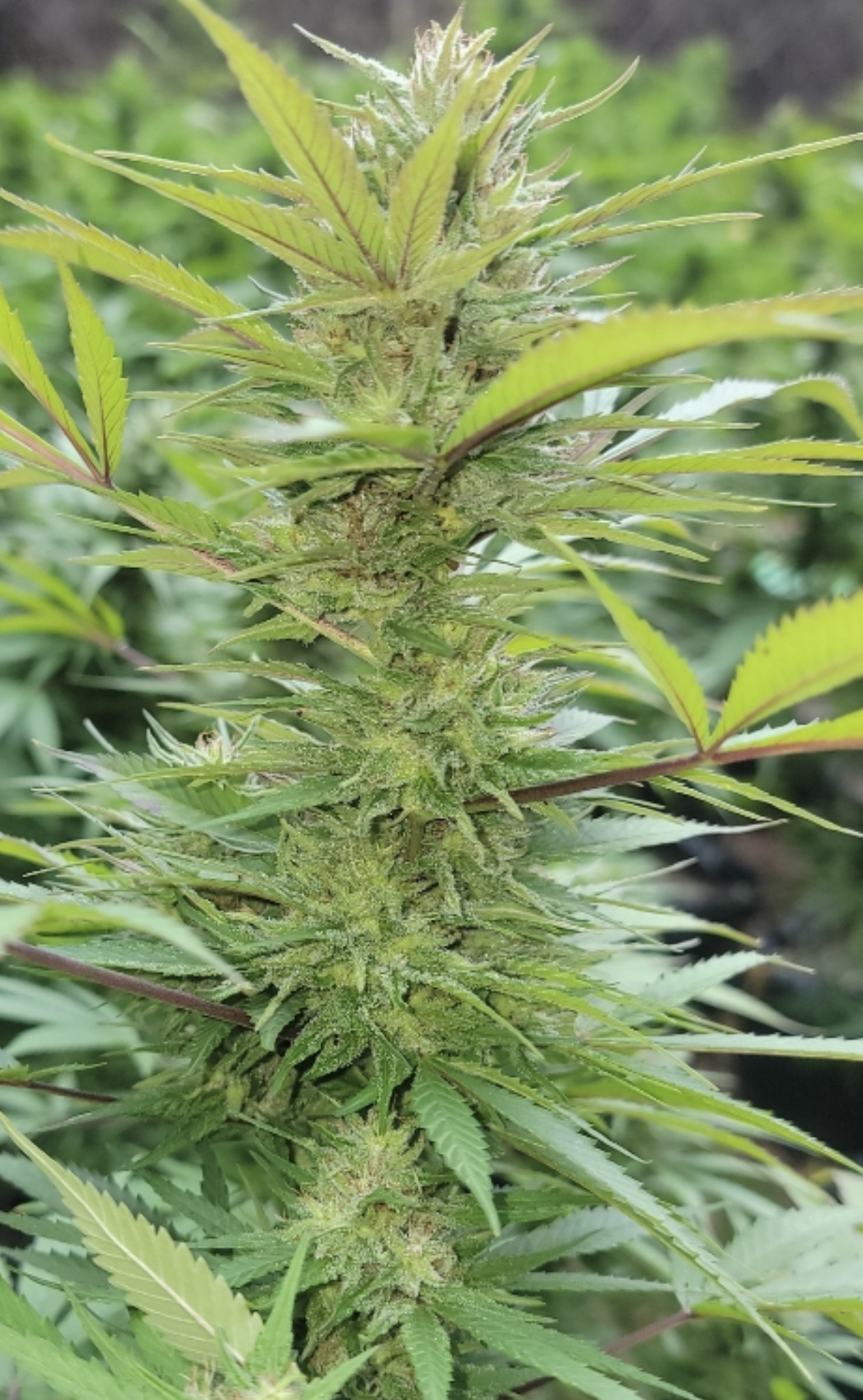 Mango ACDC photo 2