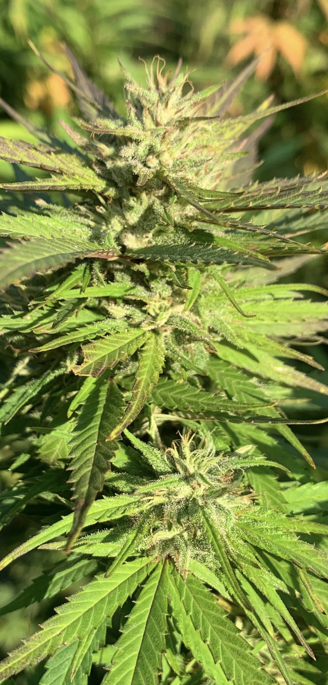 Mango ACDC photo 4