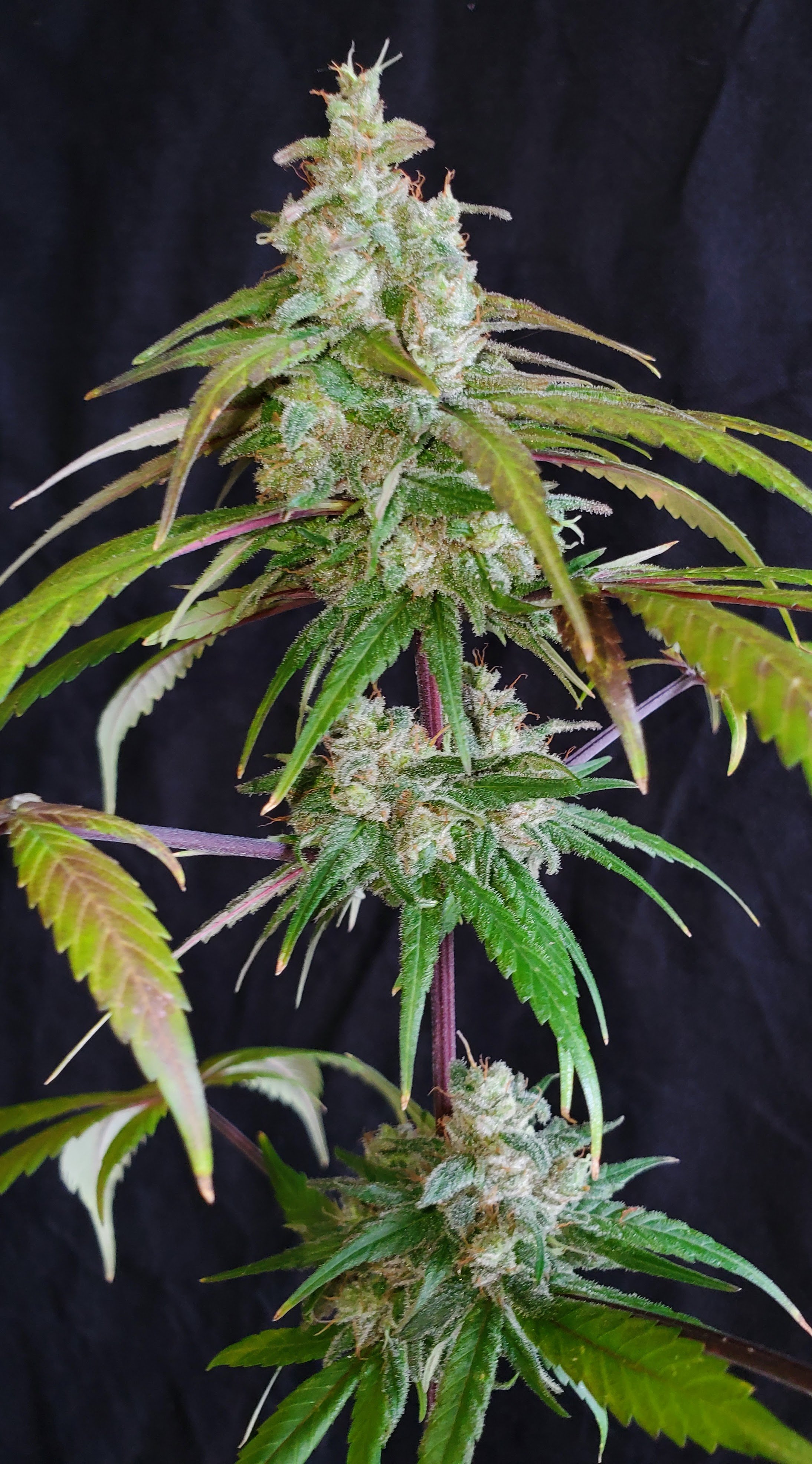 Mango ACDC