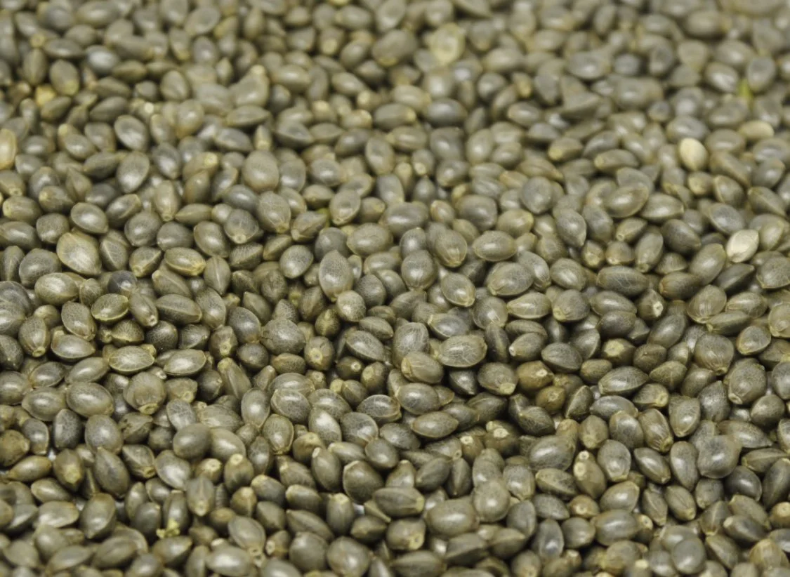 CBD Seeds
