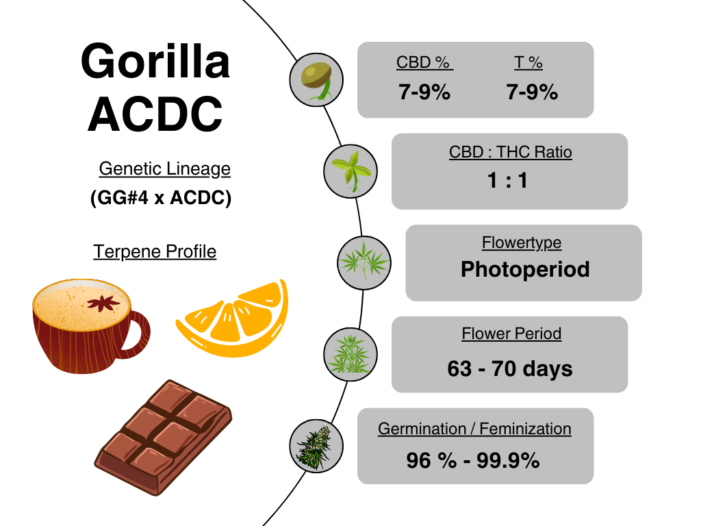 Gorilla ACDC info card