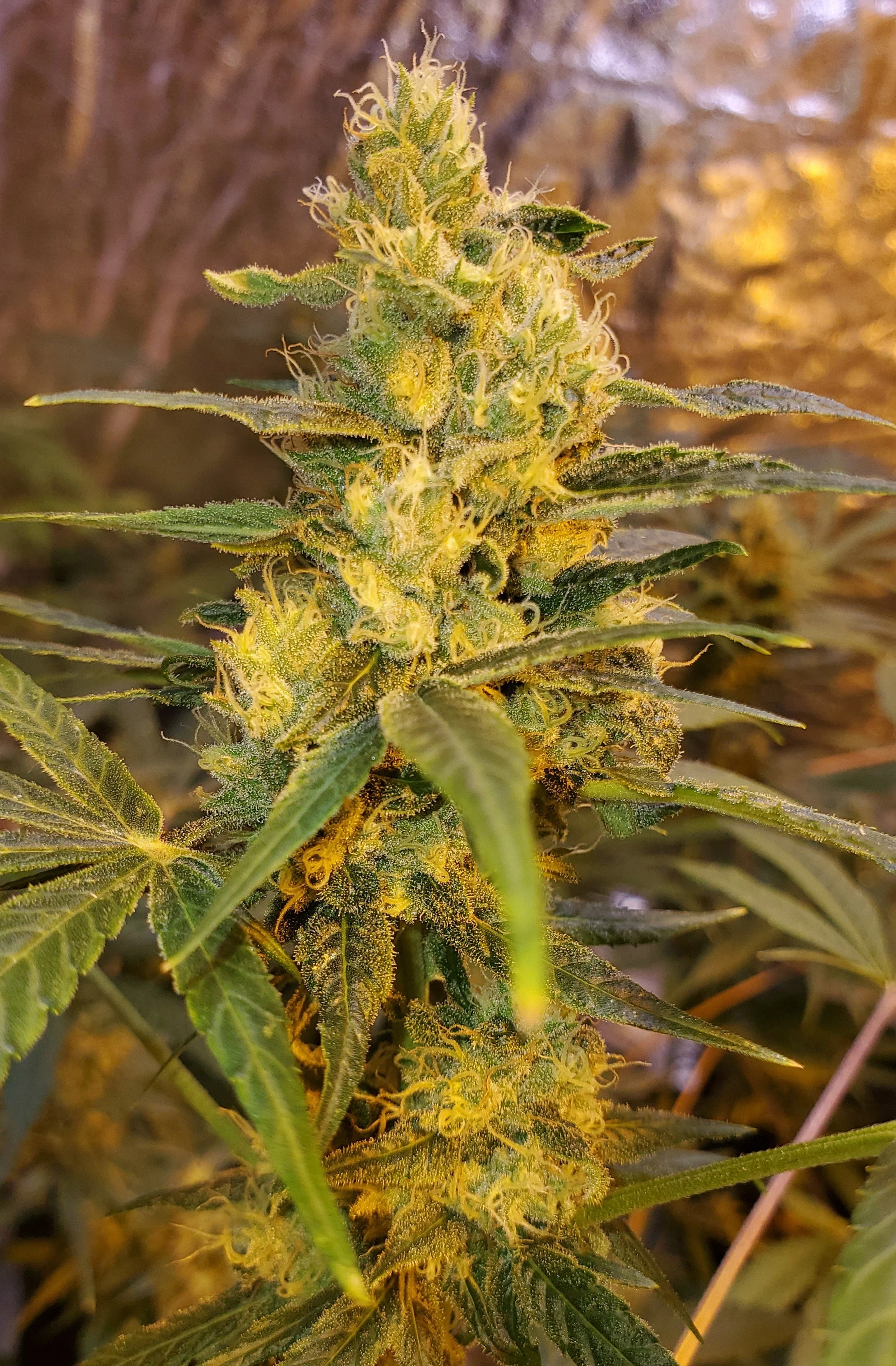 Pineapple ACDC plant