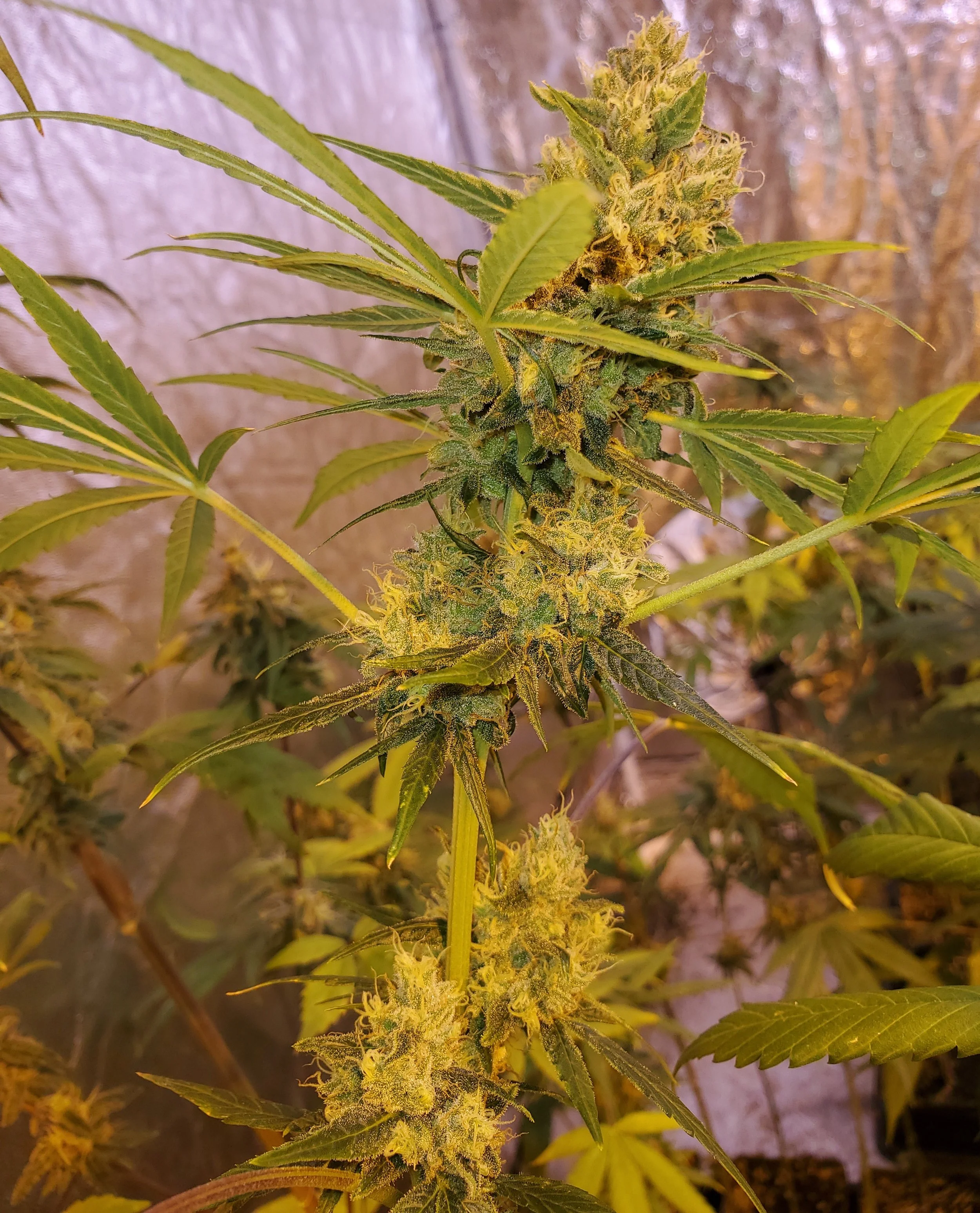 Pineapple ACDC flower