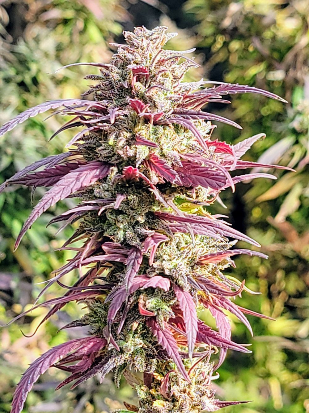 ACDC Feminized Hemp Seeds — CBD Seed Labs
