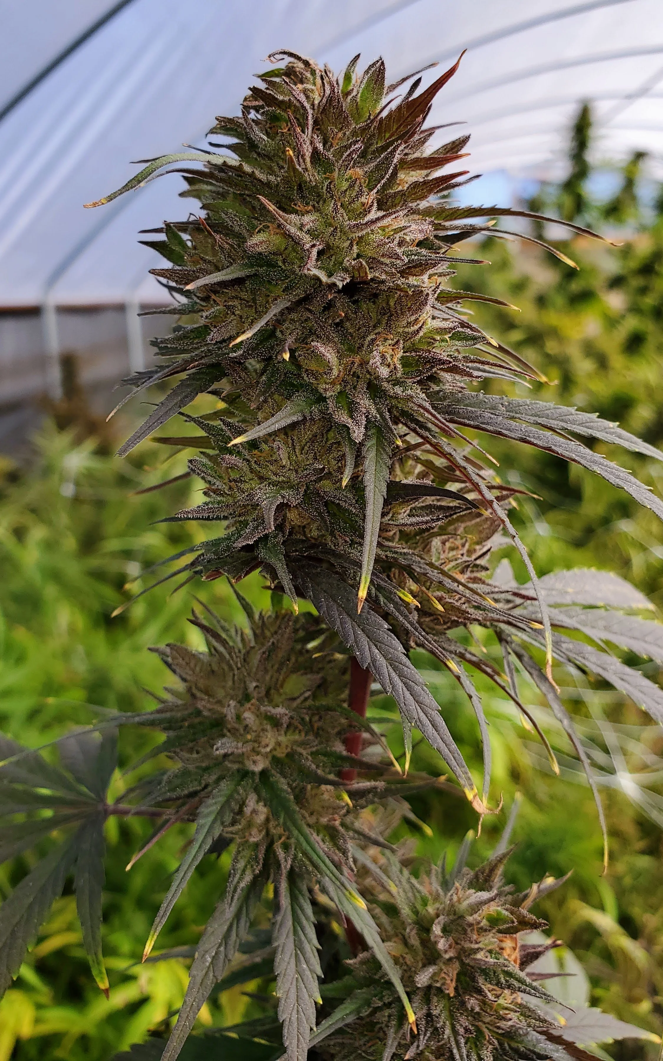 ACDC farm panorama