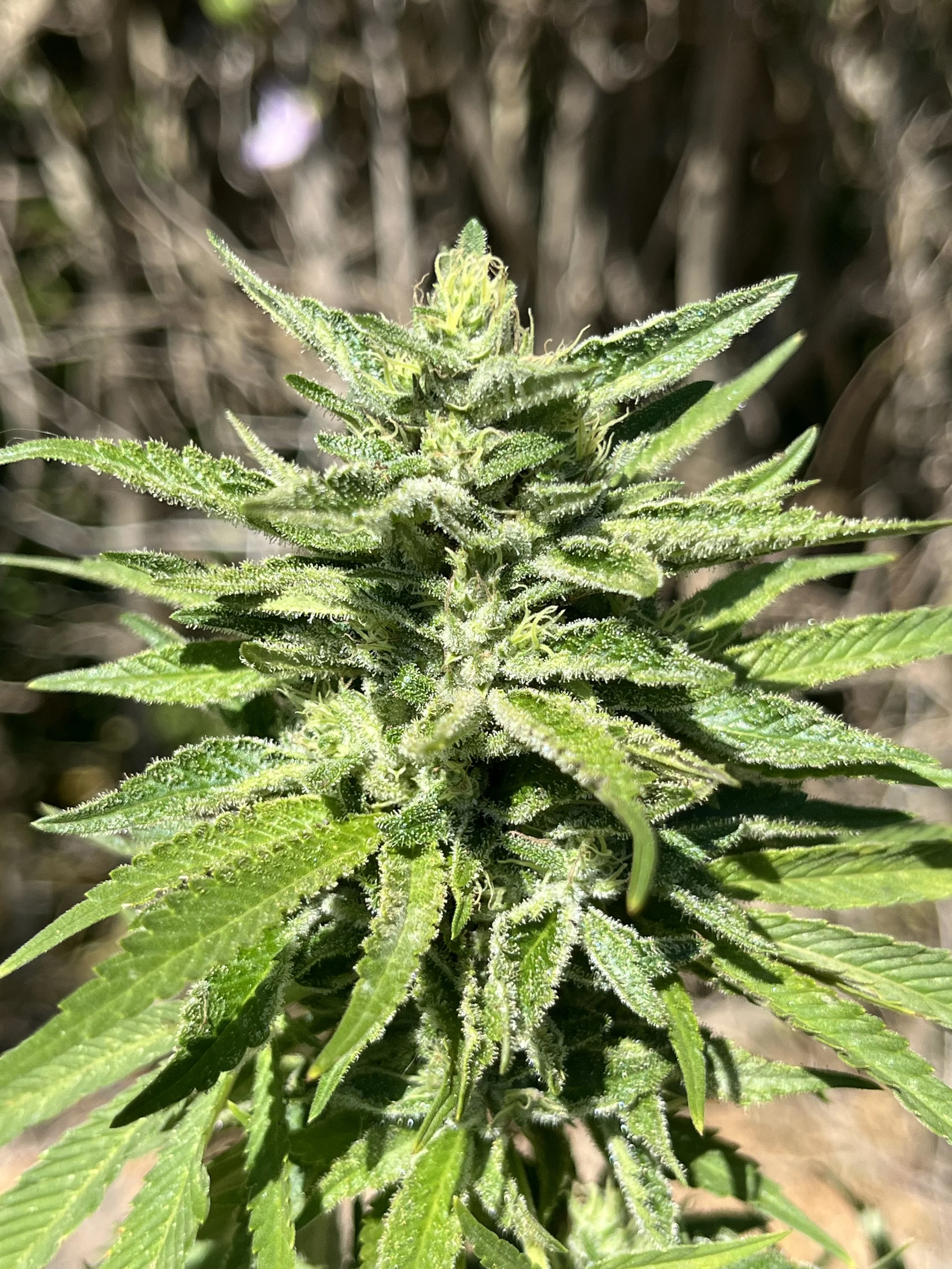 Mango ACDC photo 3