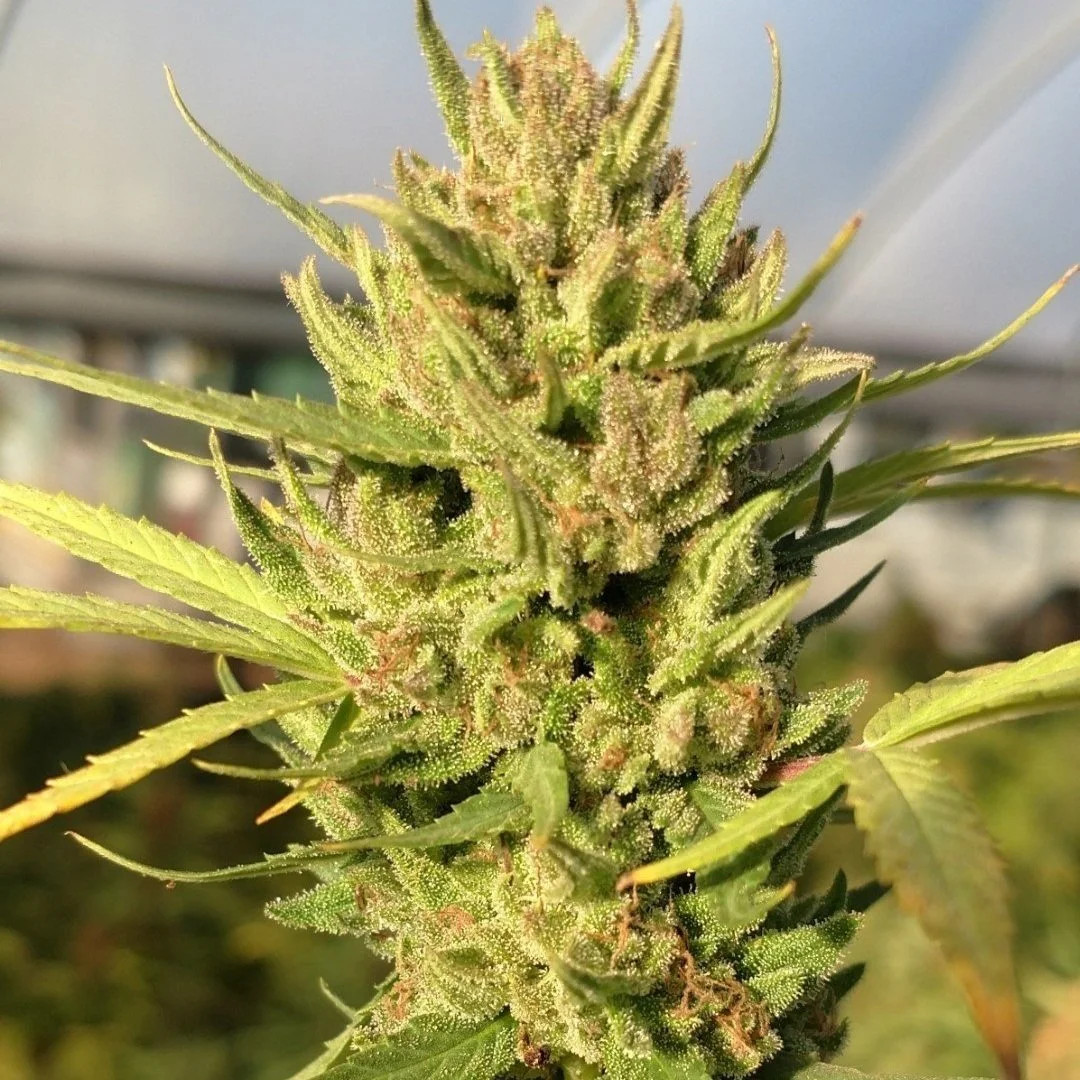 Pineapple ACDC