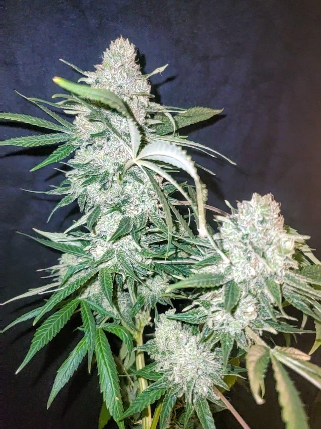 Gorilla ACDC