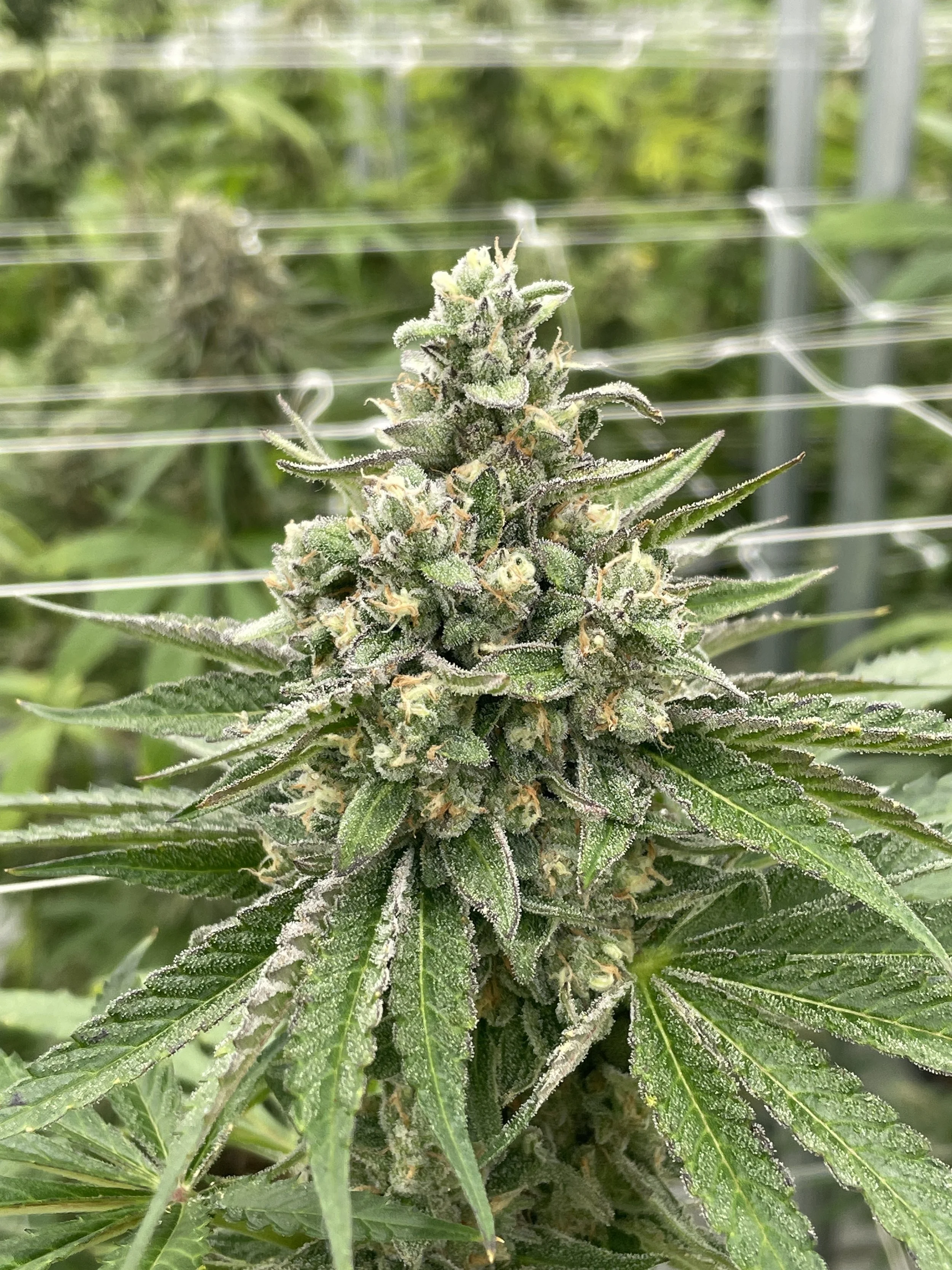 Gas Face Maverick Autoflower photo 1