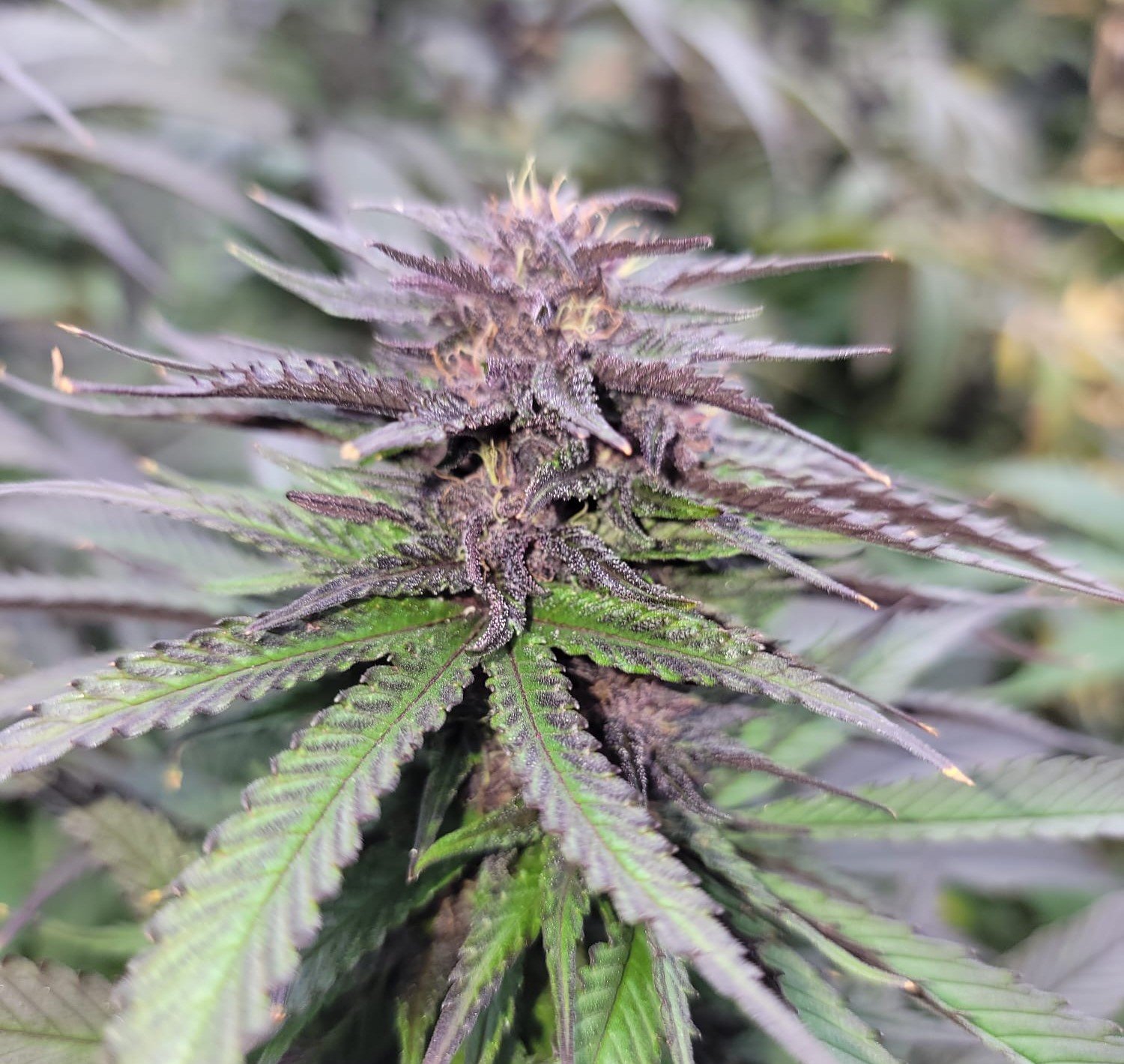 Cherry ACDC photo 2