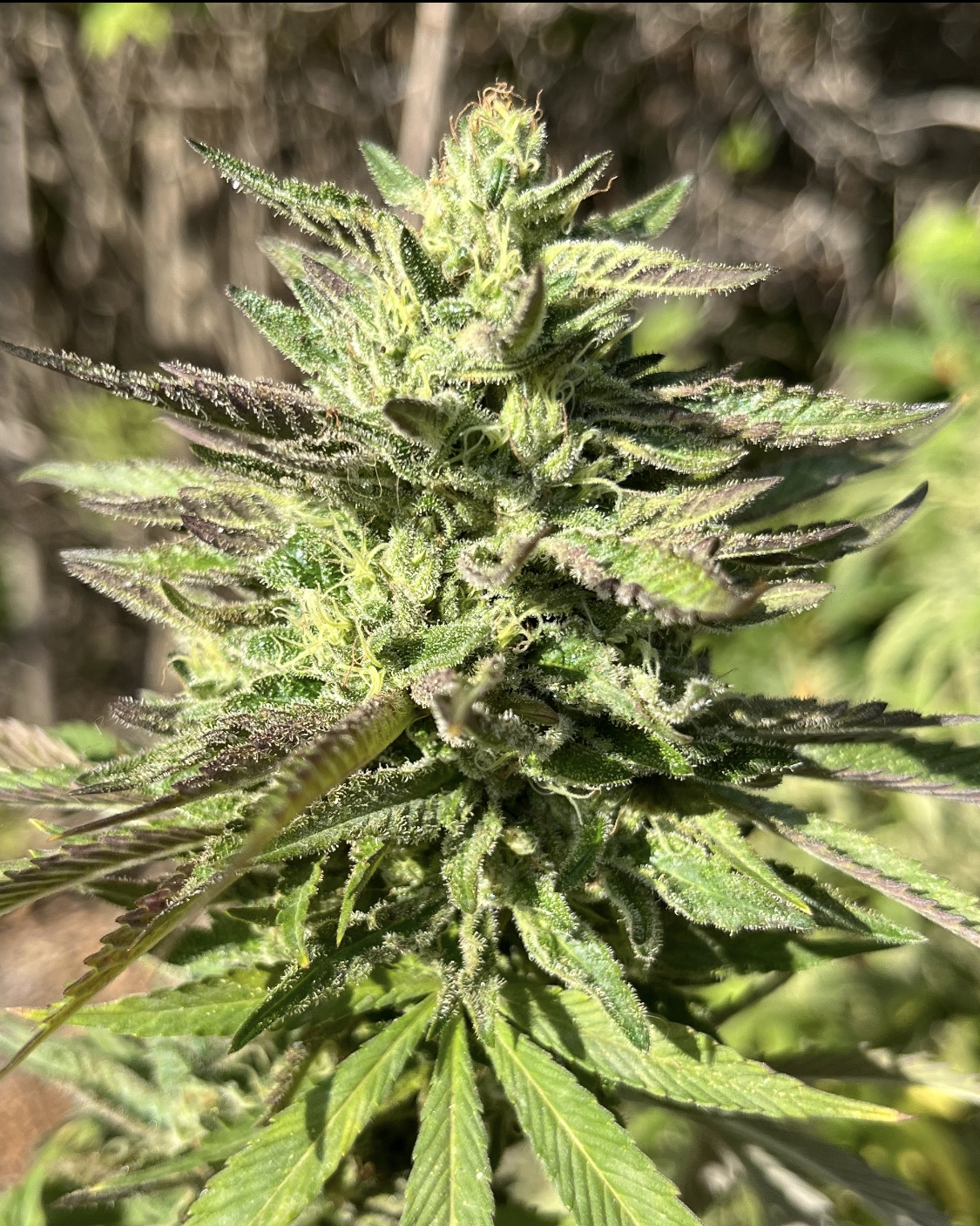 Mango ACDC photo 1