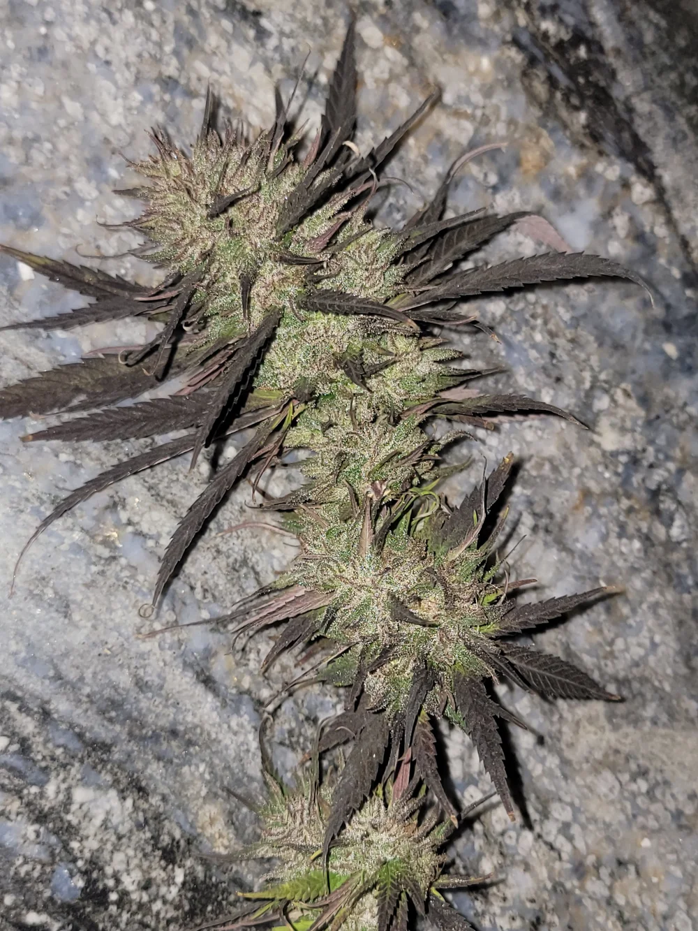 ACDC Feminized Hemp Seeds — CBD Seed Labs