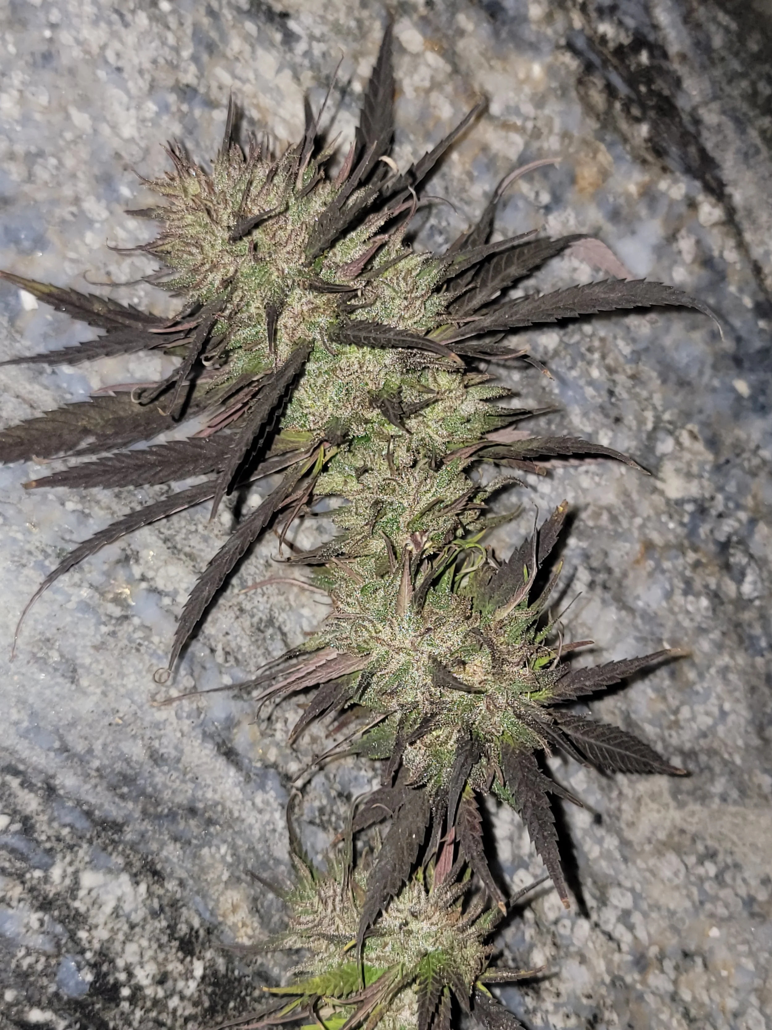 ACDC plant