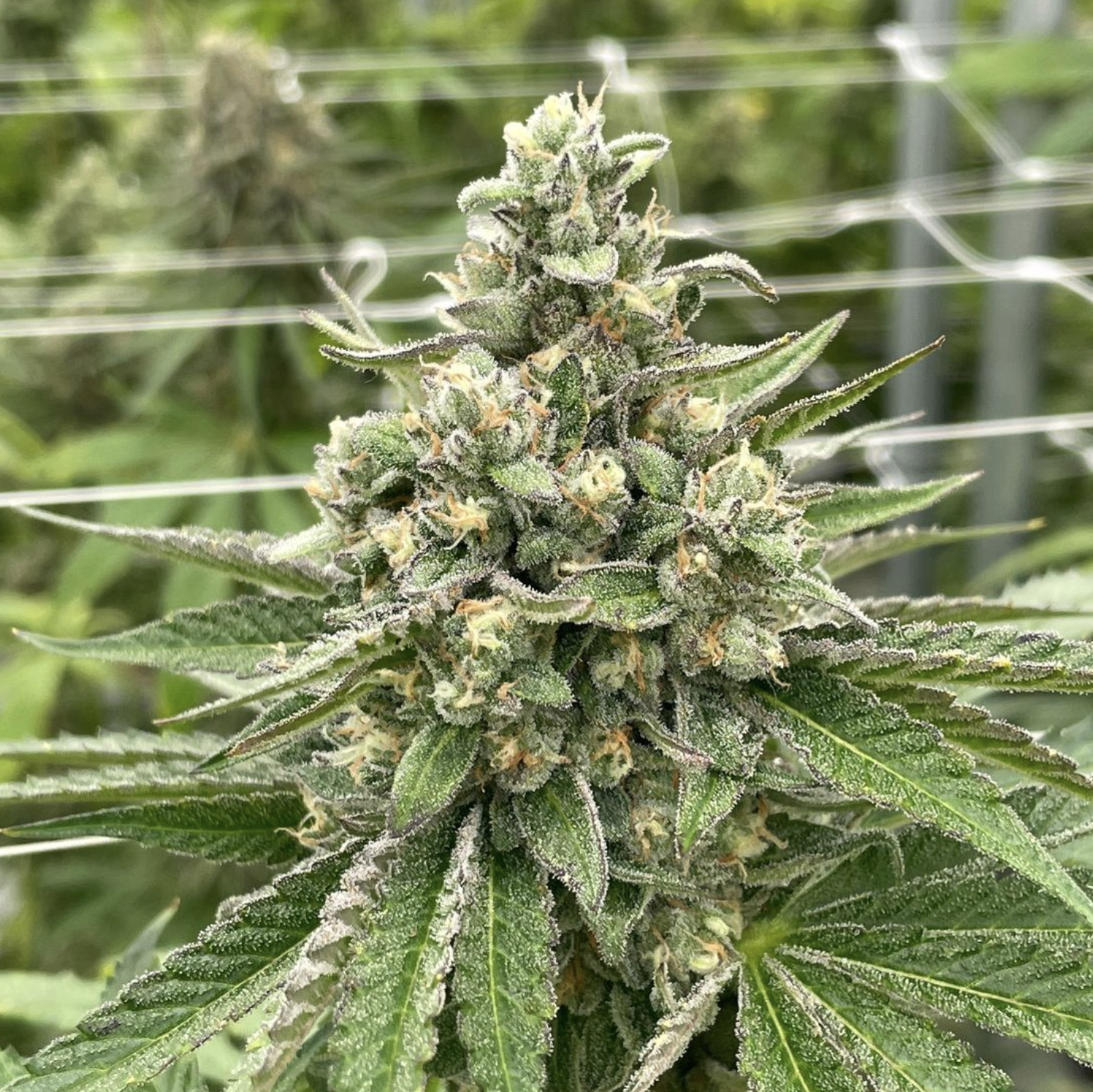 What Are Autoflower Seeds?