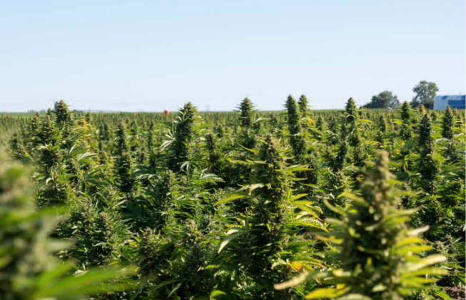 Pipeline Autoflower field