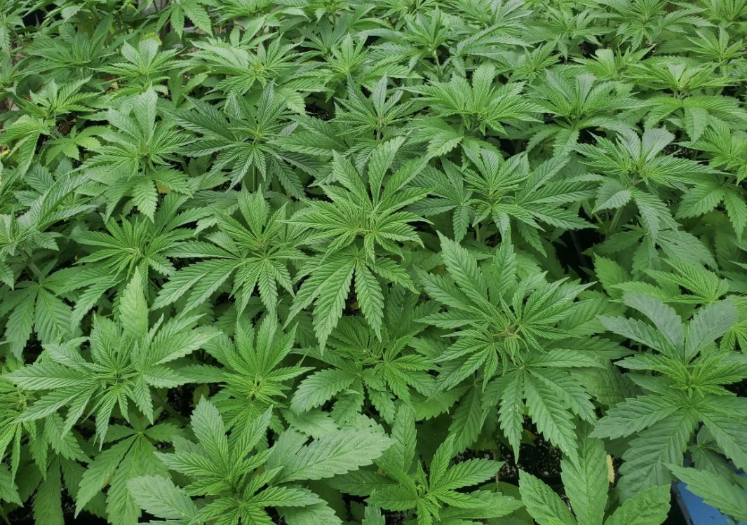 Feminized ACDC hemp