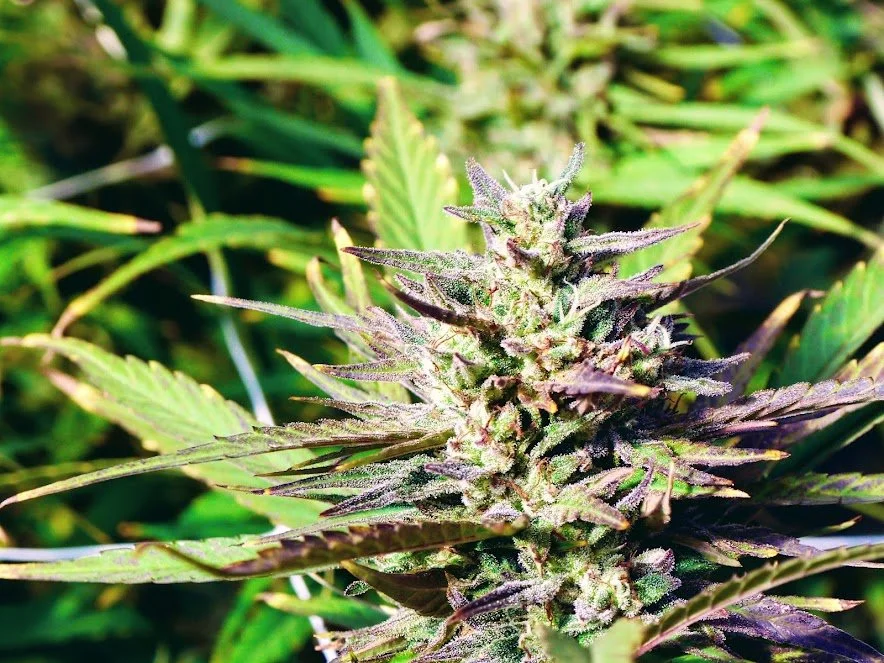 Feminized ACDC bud