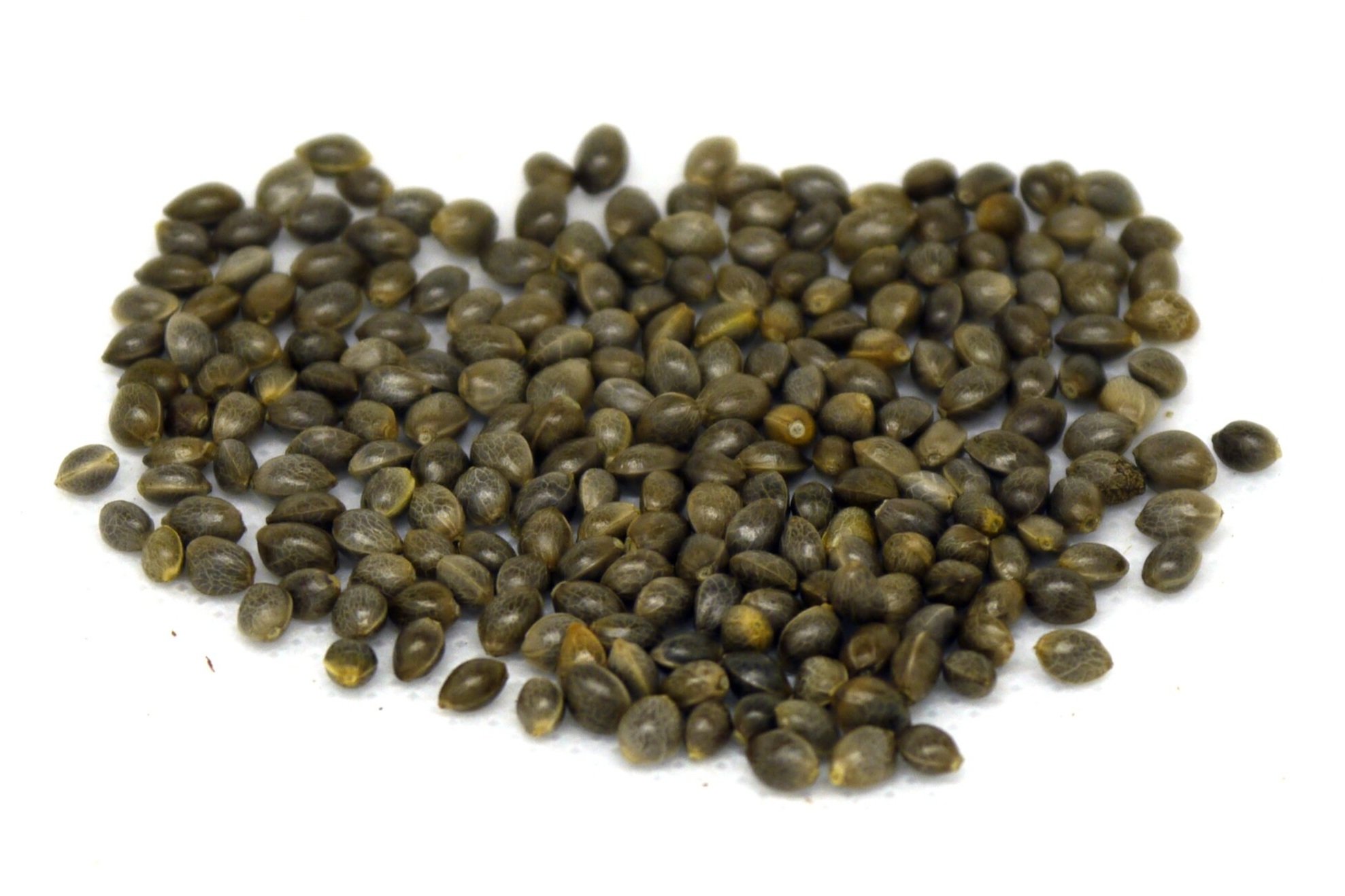 Feminized Mountain Mango seeds