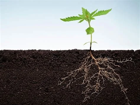 Rooted hemp sprout