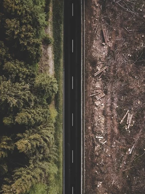 Deforestation and land use